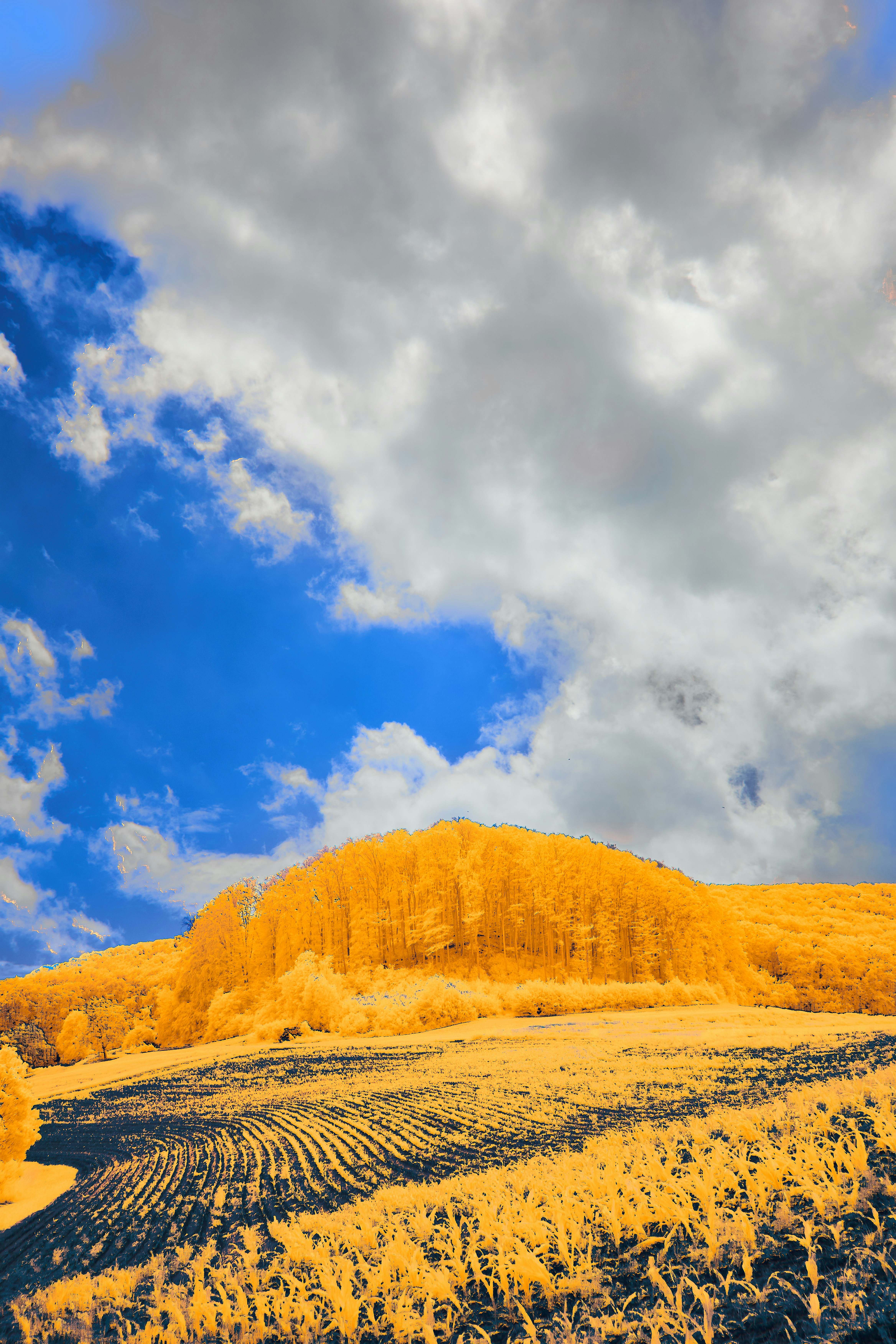 Photo by wolfgang_hasselmann