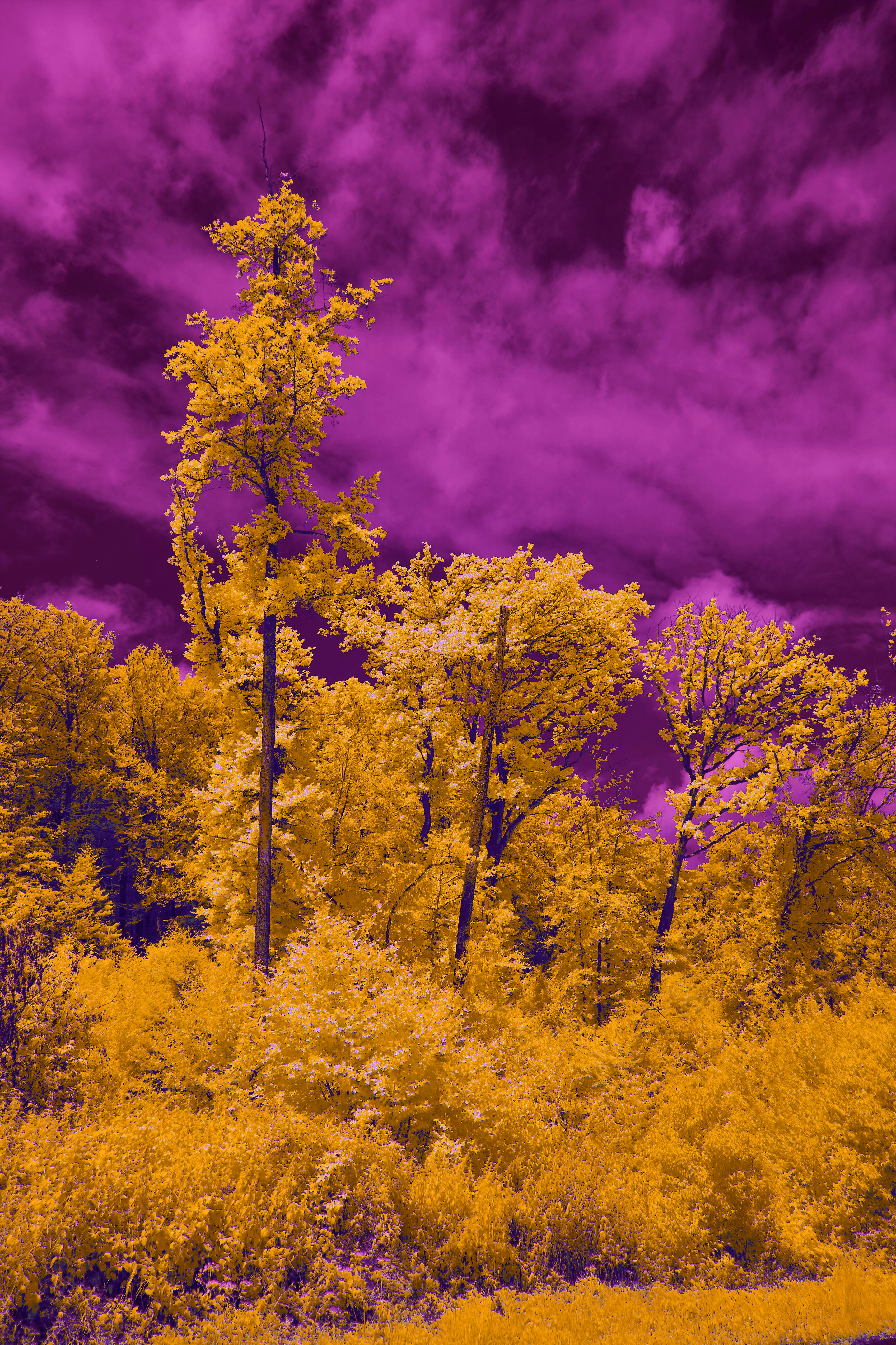 Photo by wolfgang_hasselmann