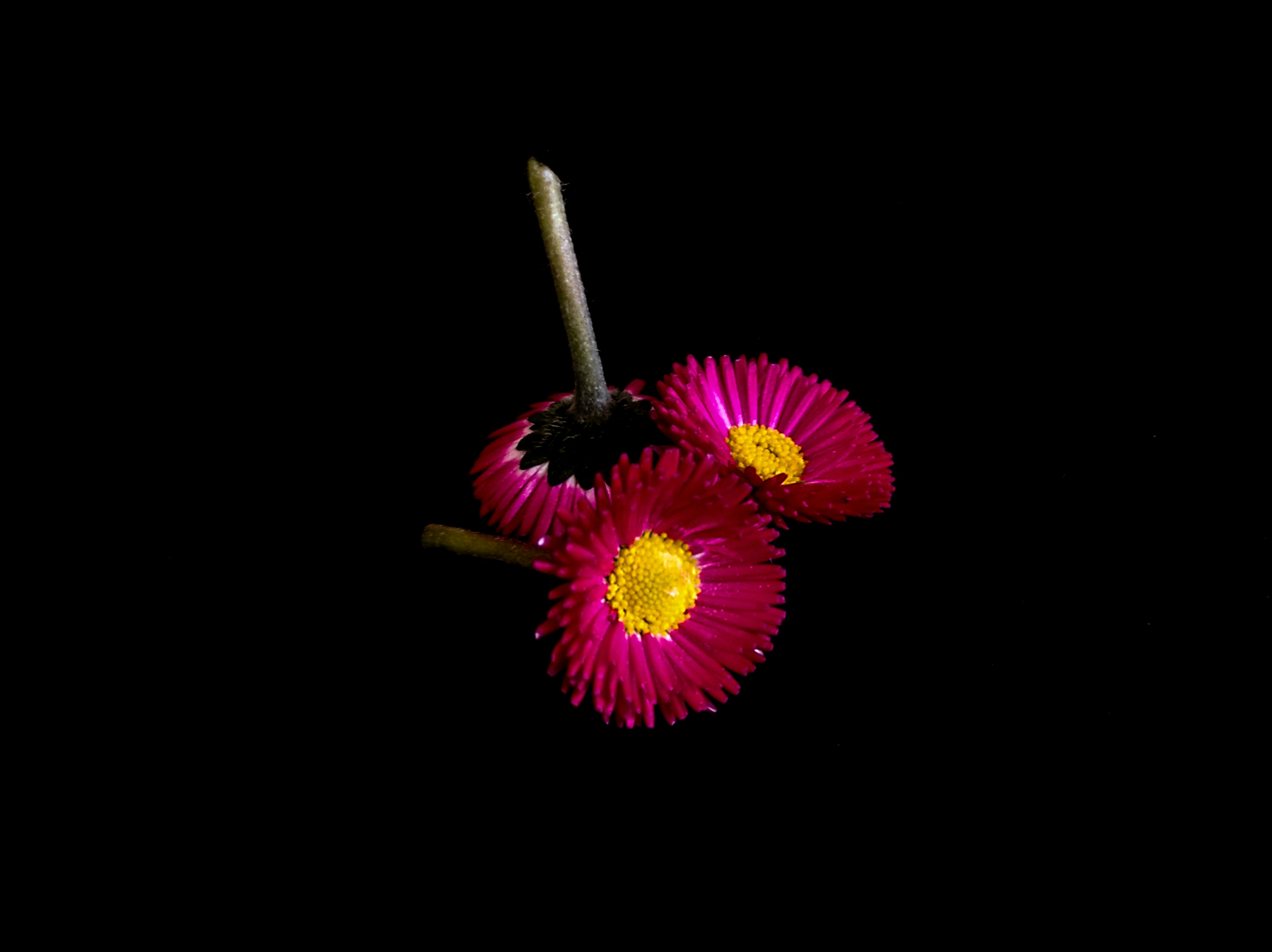 Photo by daniela_e_photography