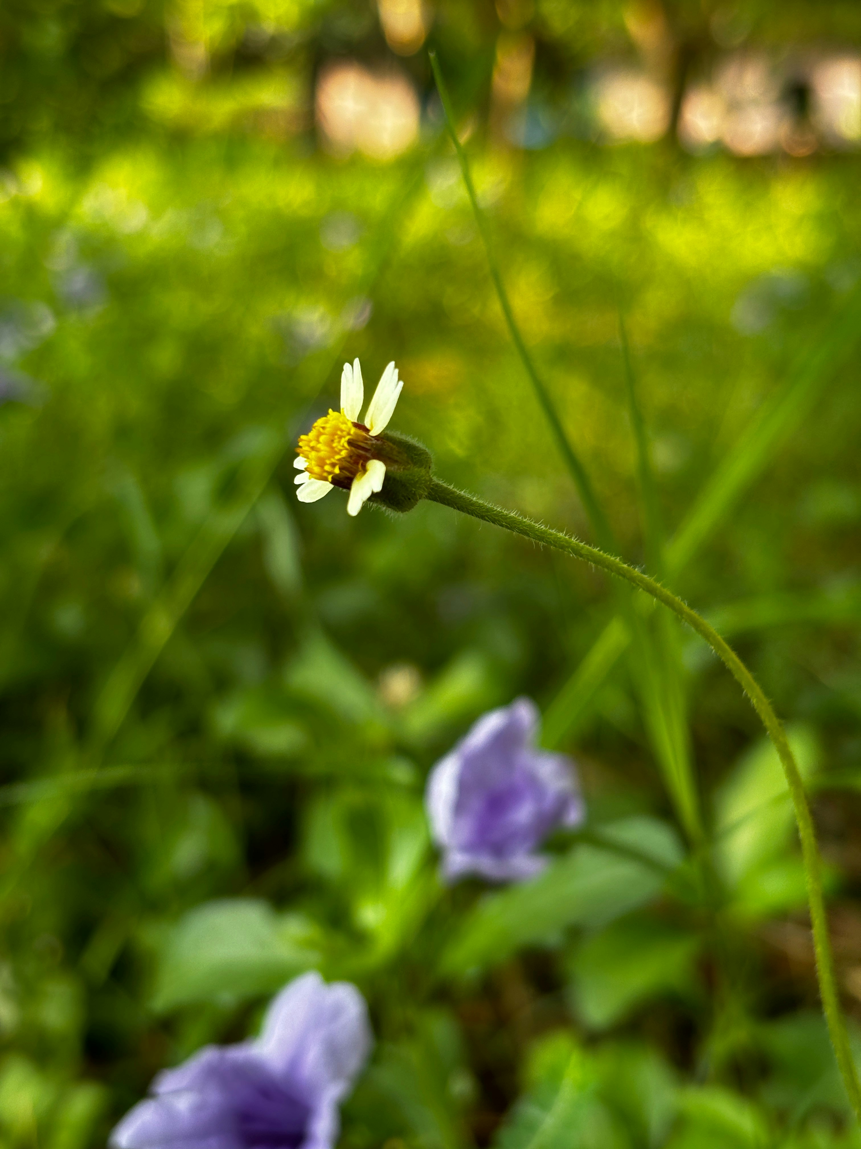 Photo by madhav_asitis