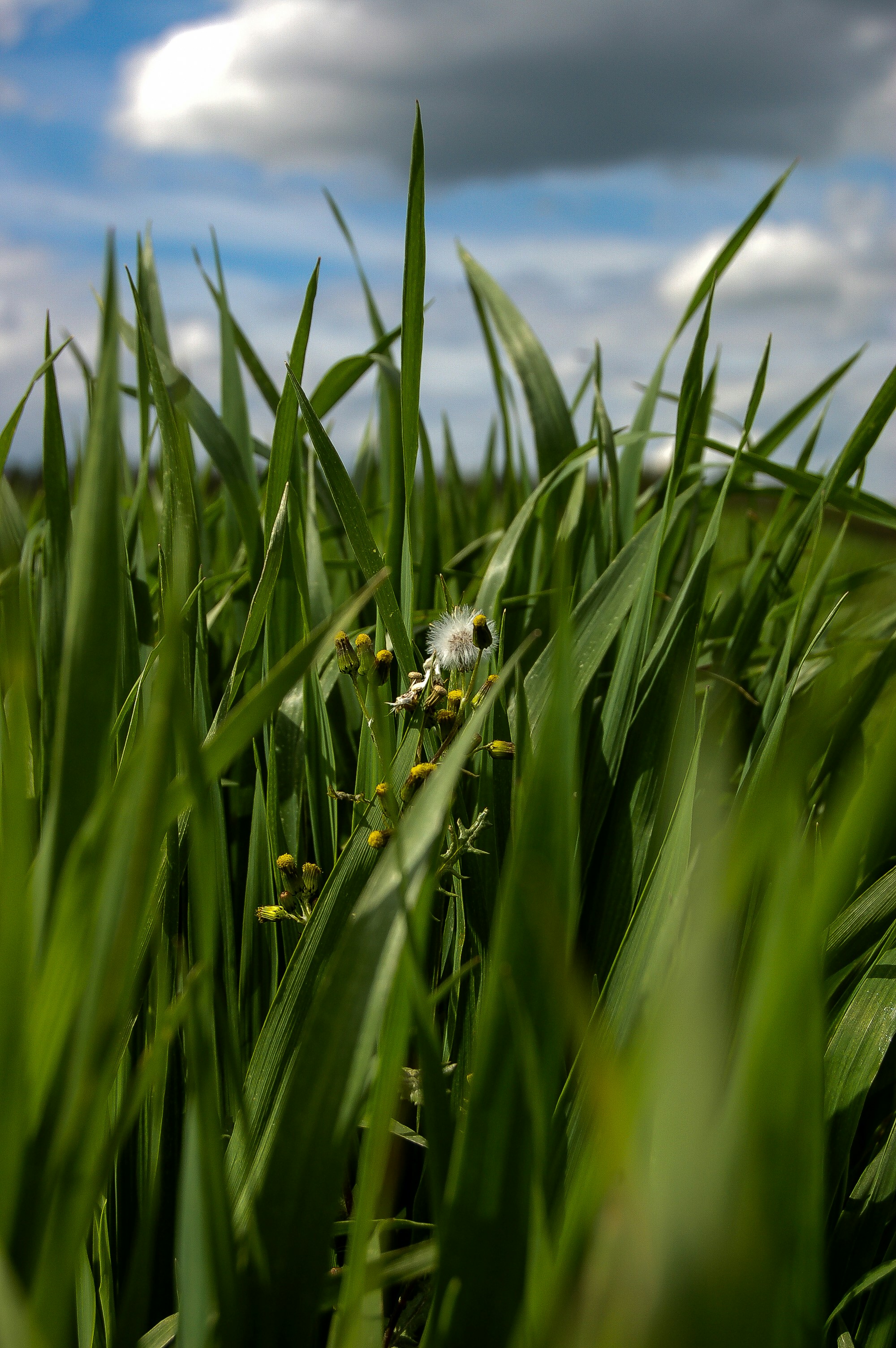 ein grünes Grasfeld mit blauem Himmel im Hintergrund