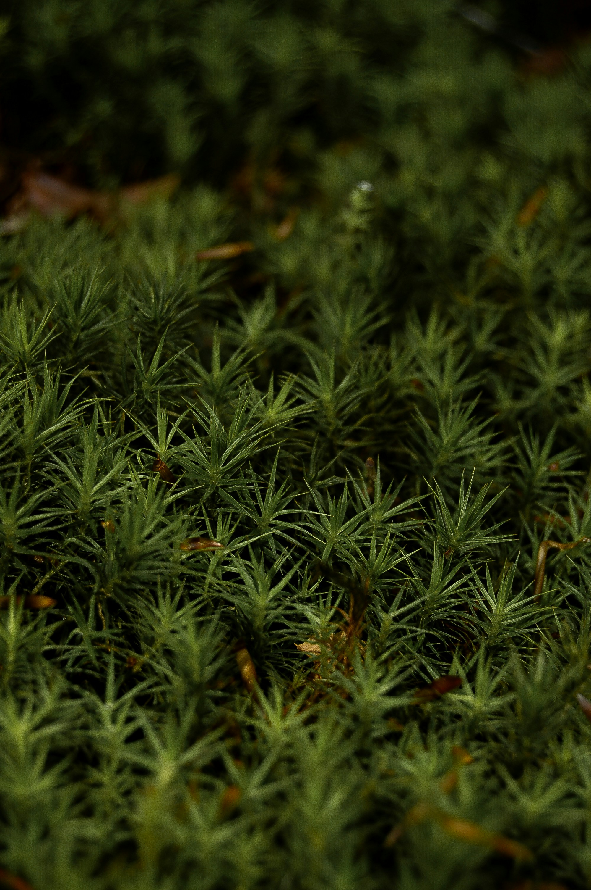 um close up de uma planta com folhas verdes