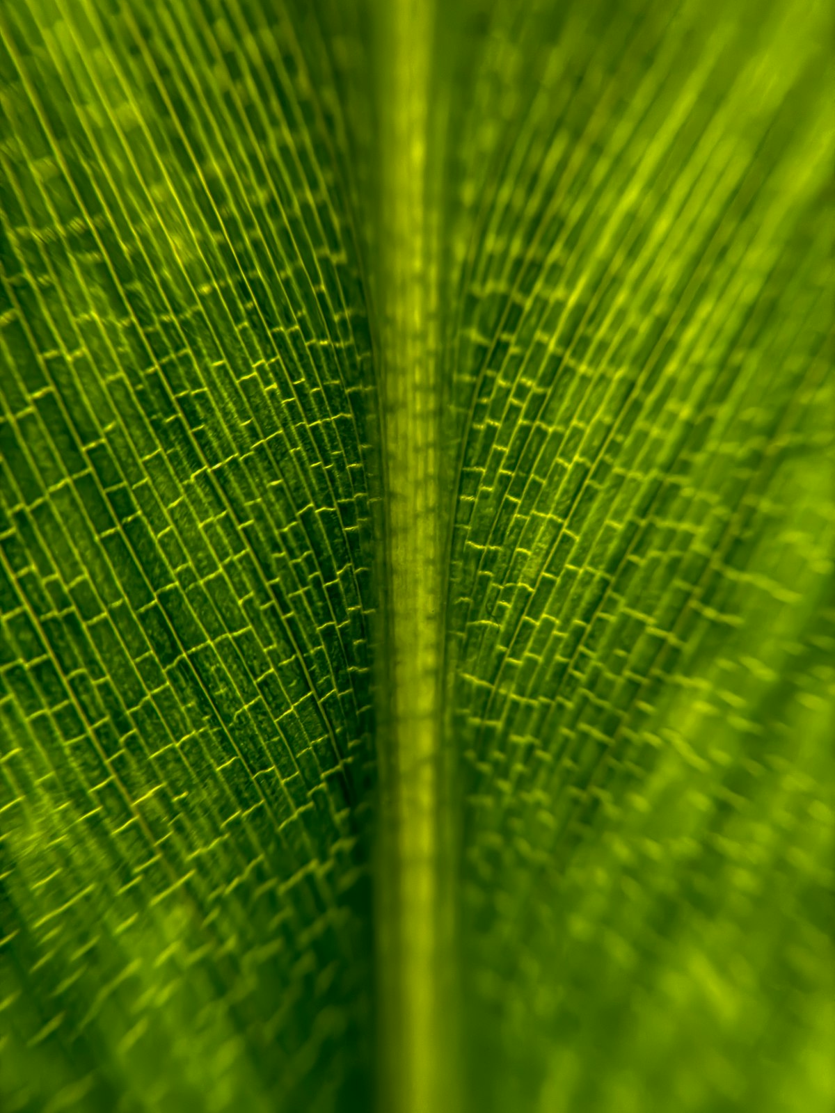 Macro close-up of a green leaf surface, biophilia register