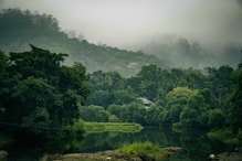 a body of water surrounded by lush green trees
