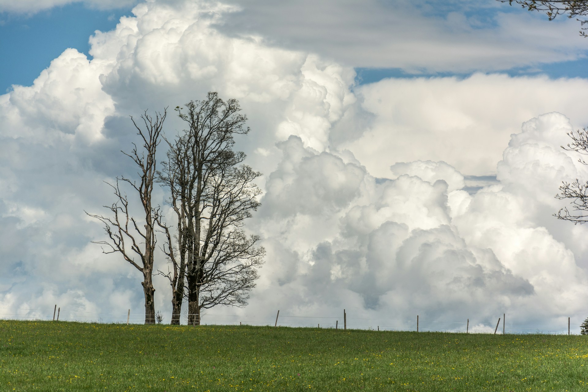 a couple of trees that are standing in the grass