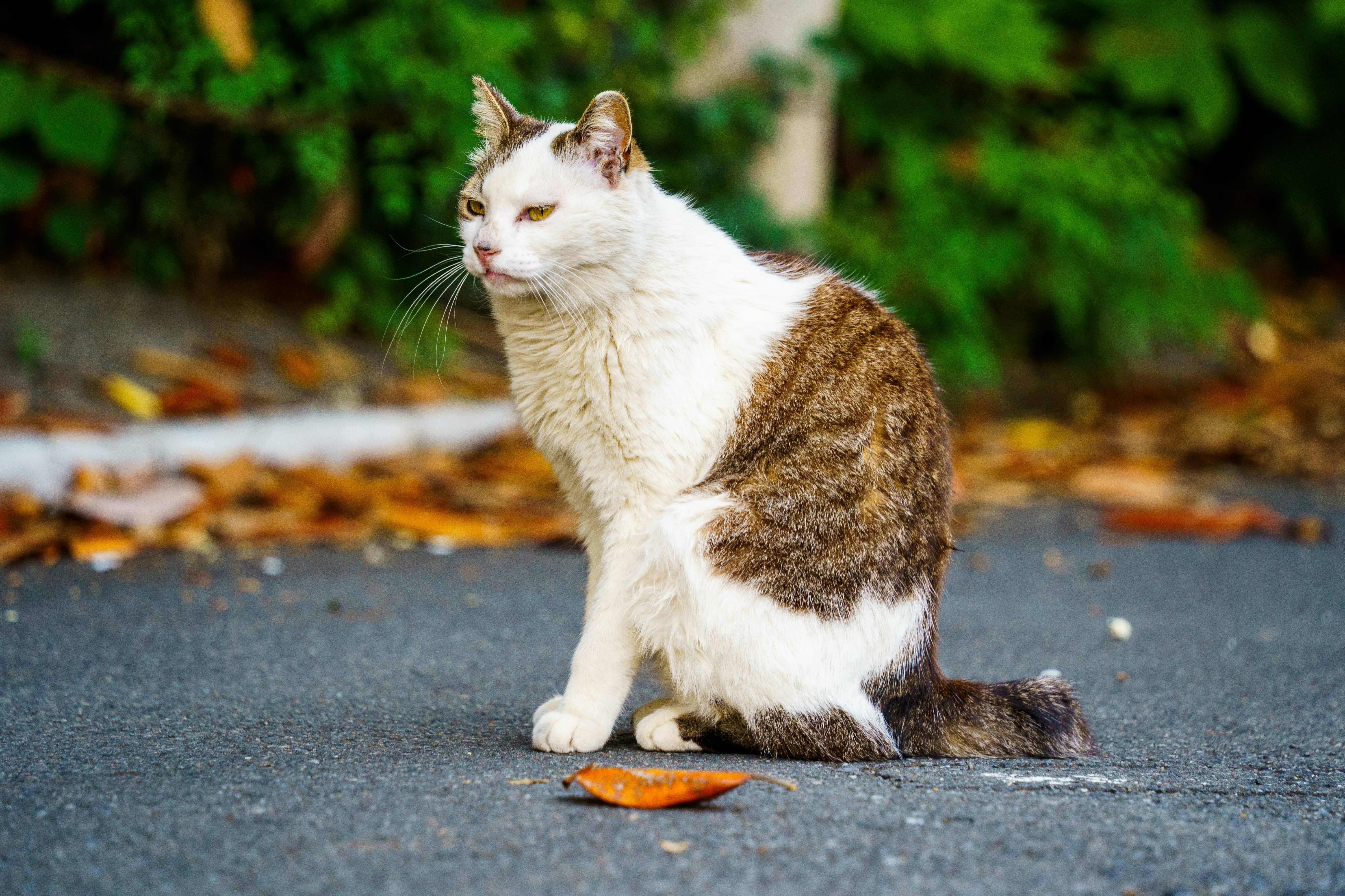 Senior cat resting - older cats are at higher risk for kidney disease