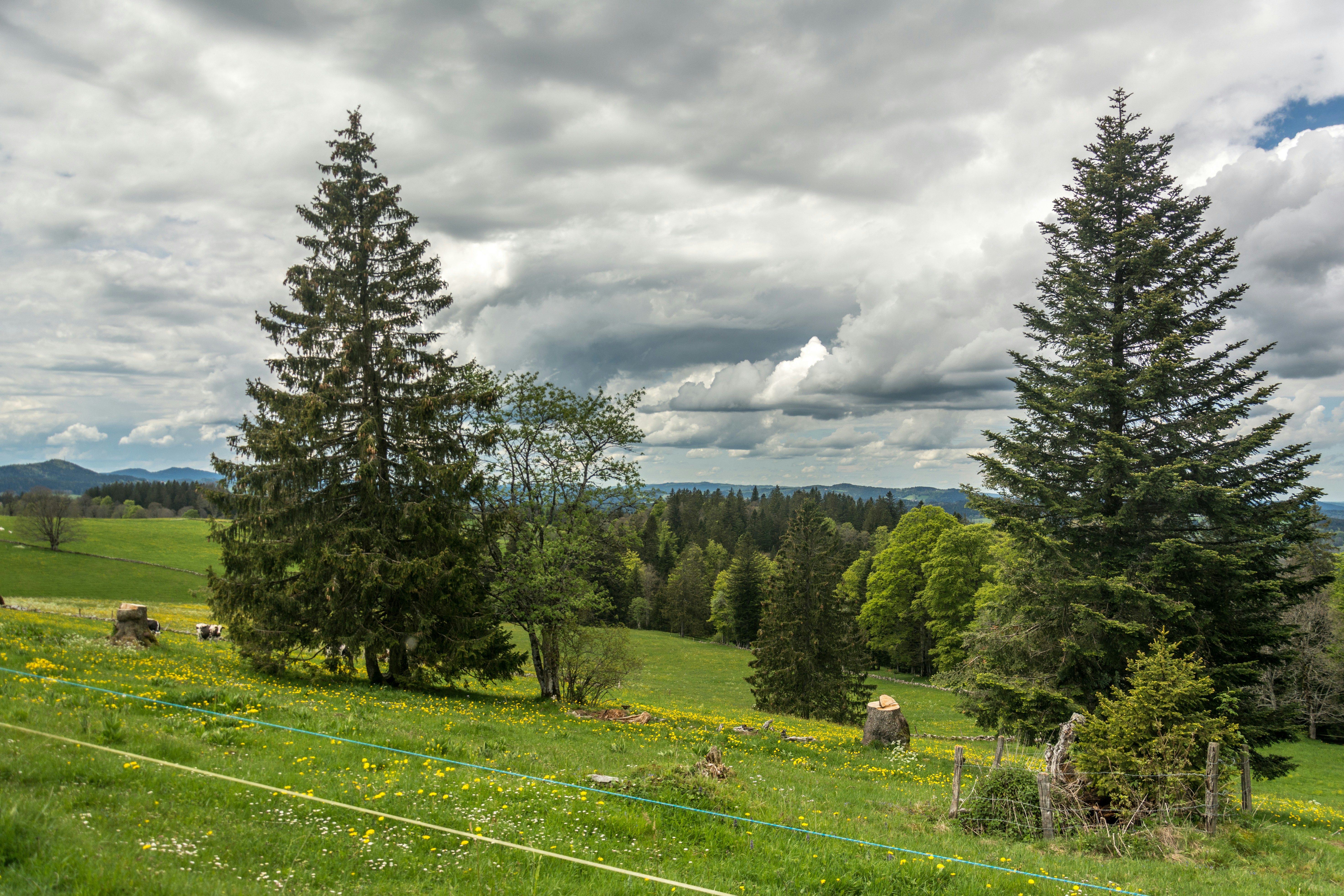 A lush green field with trees on a cloudy day photo – Free Les ...