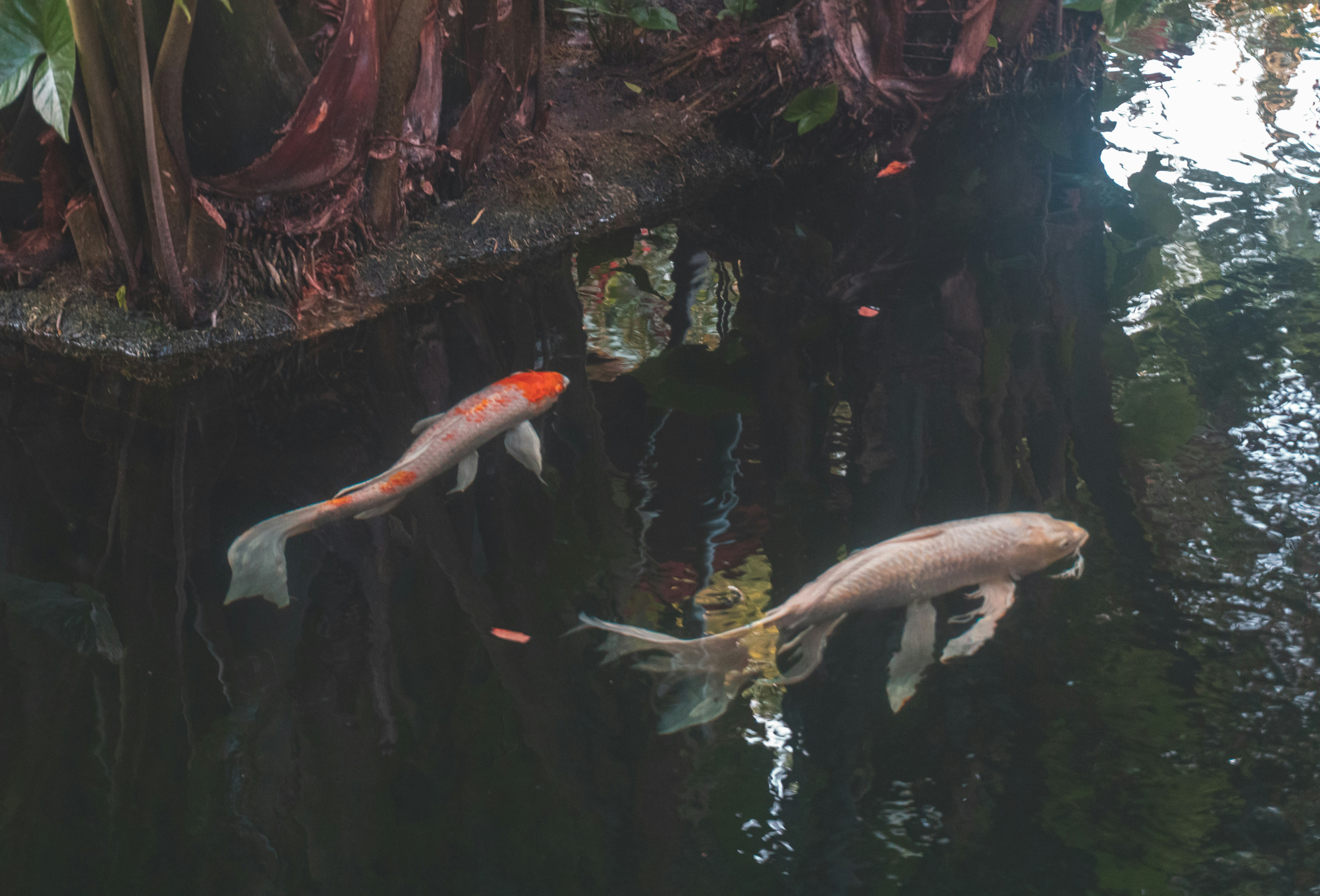 Ecological Impact: The Double-Edged Sword (image credits: unsplash)