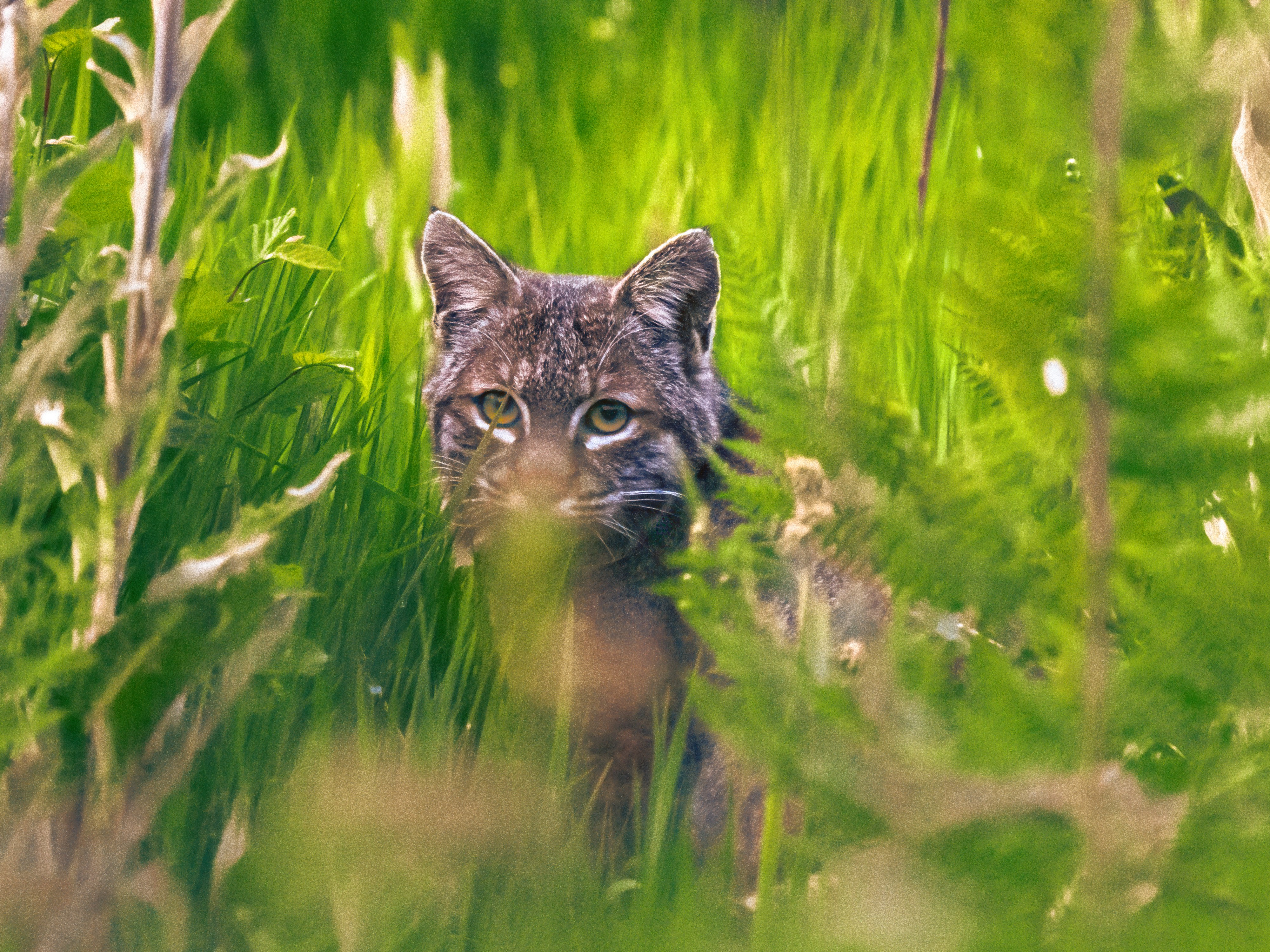 The Bobcat: North America’s Feline Phantom (image credits: unsplash)