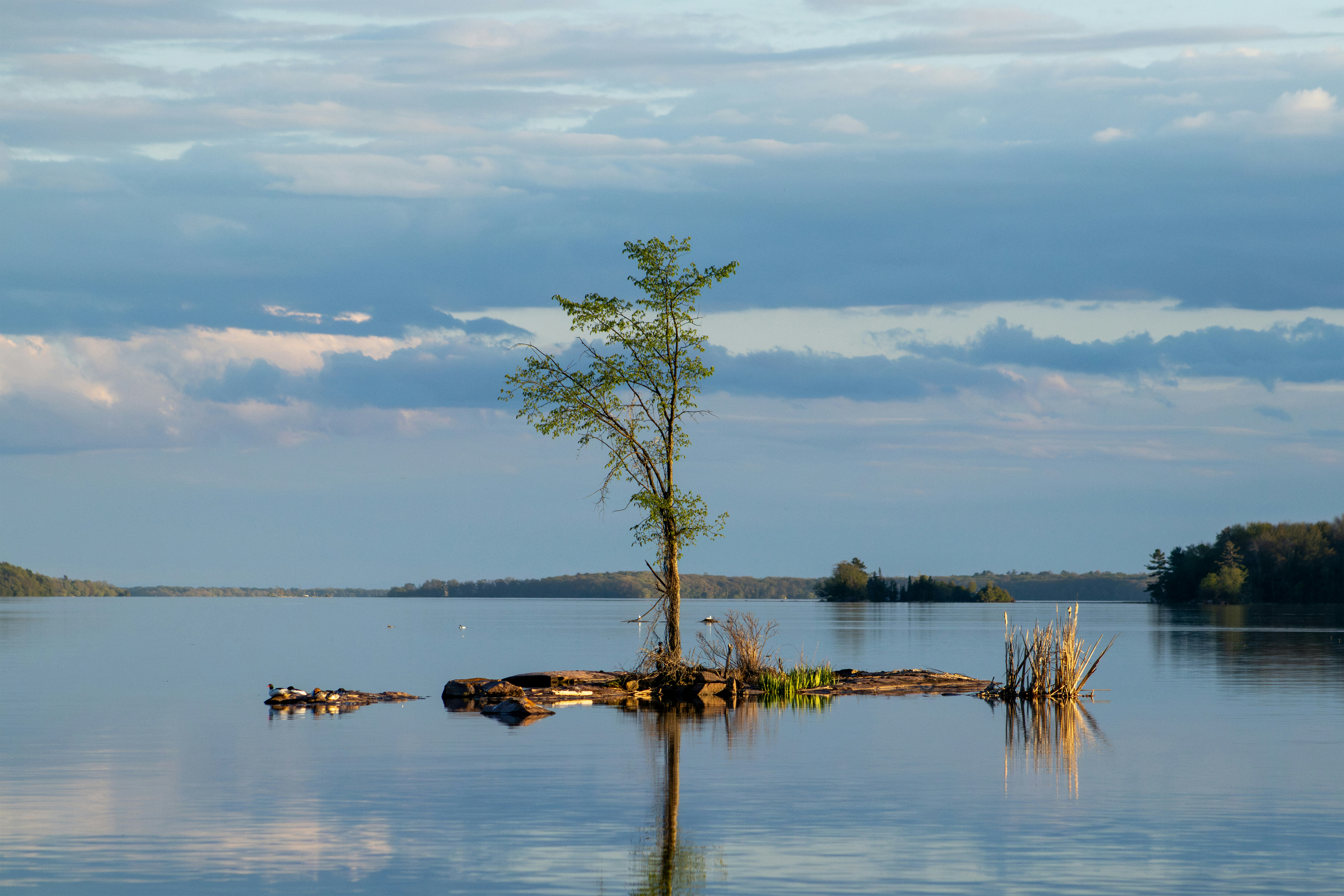 a lone tree sitting in the middle of a lake