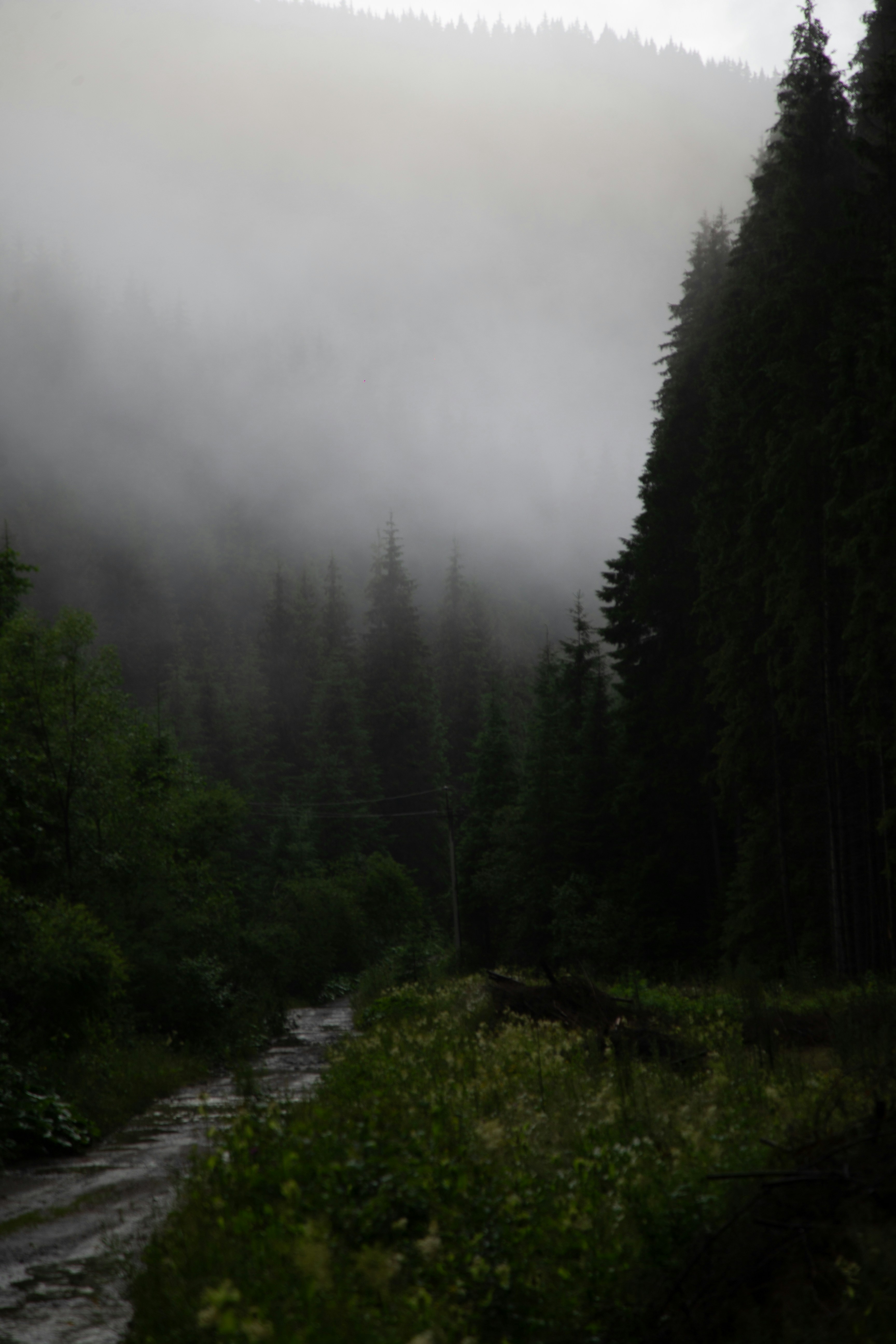 Misty Appalachian Trail path winding through dense green forest in morning fog