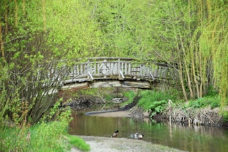 a wooden bridge over a river surrounded by trees