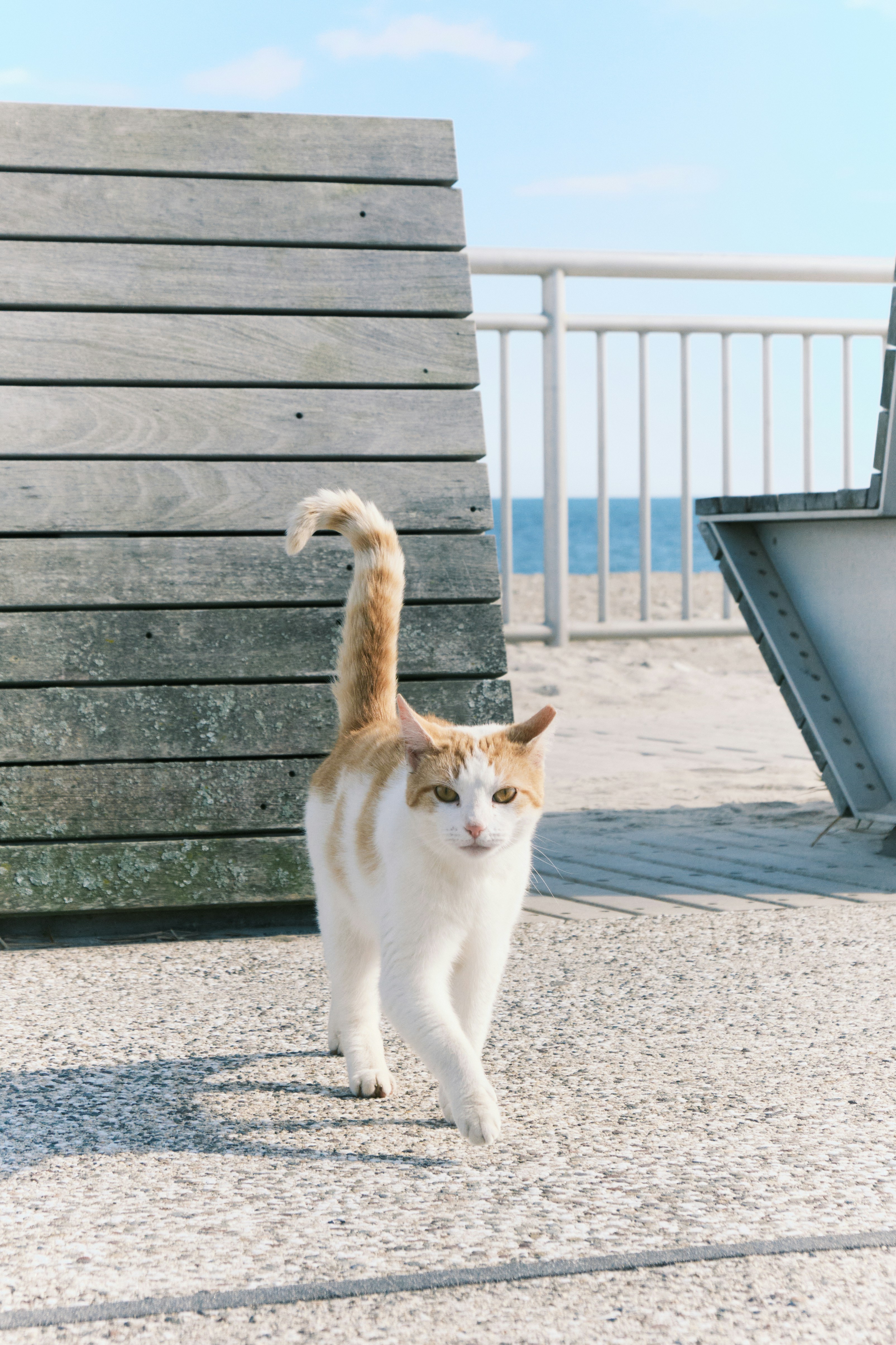 a white and orange cat walking on the beach