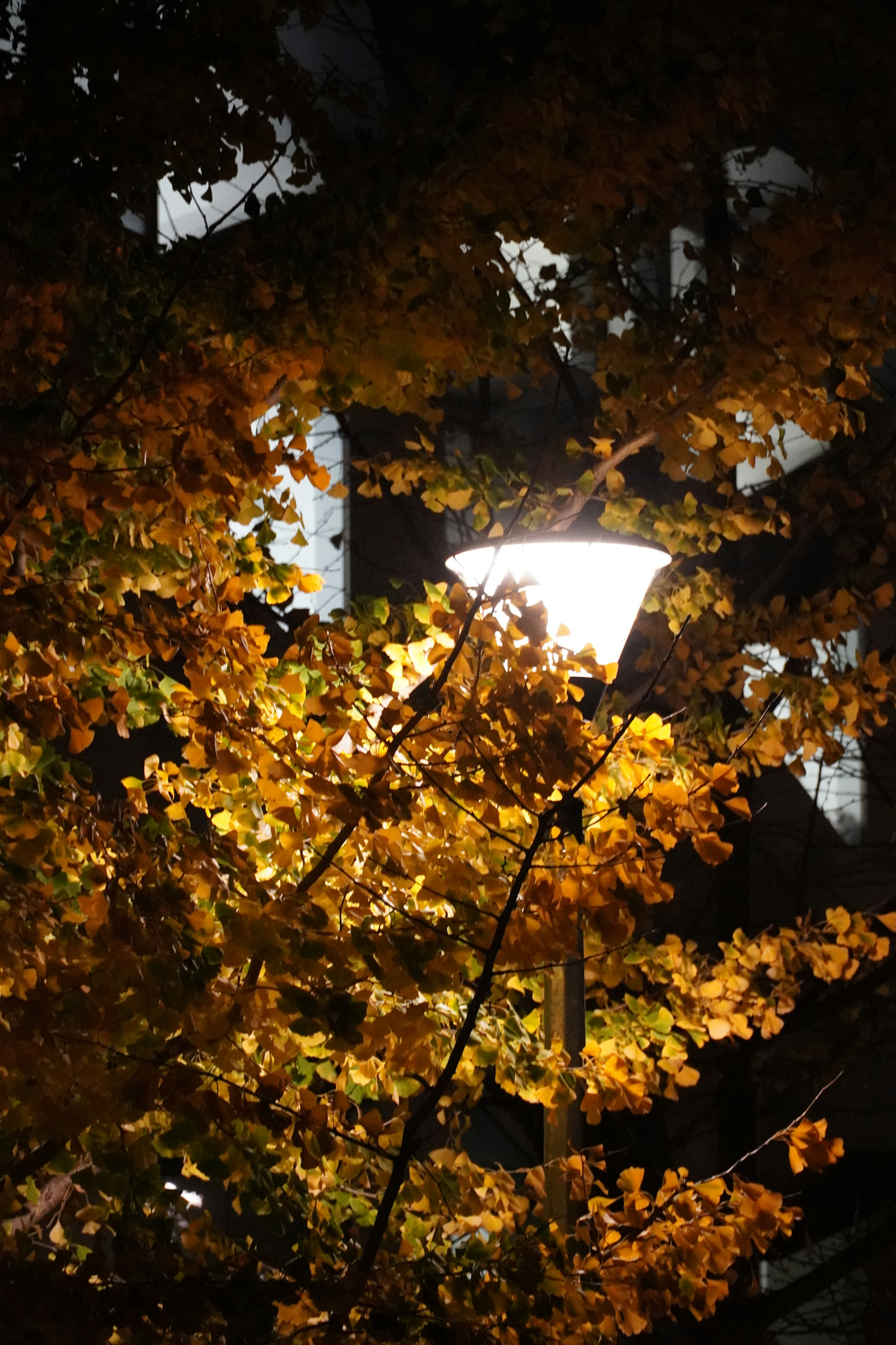 Photo by greenliustudio