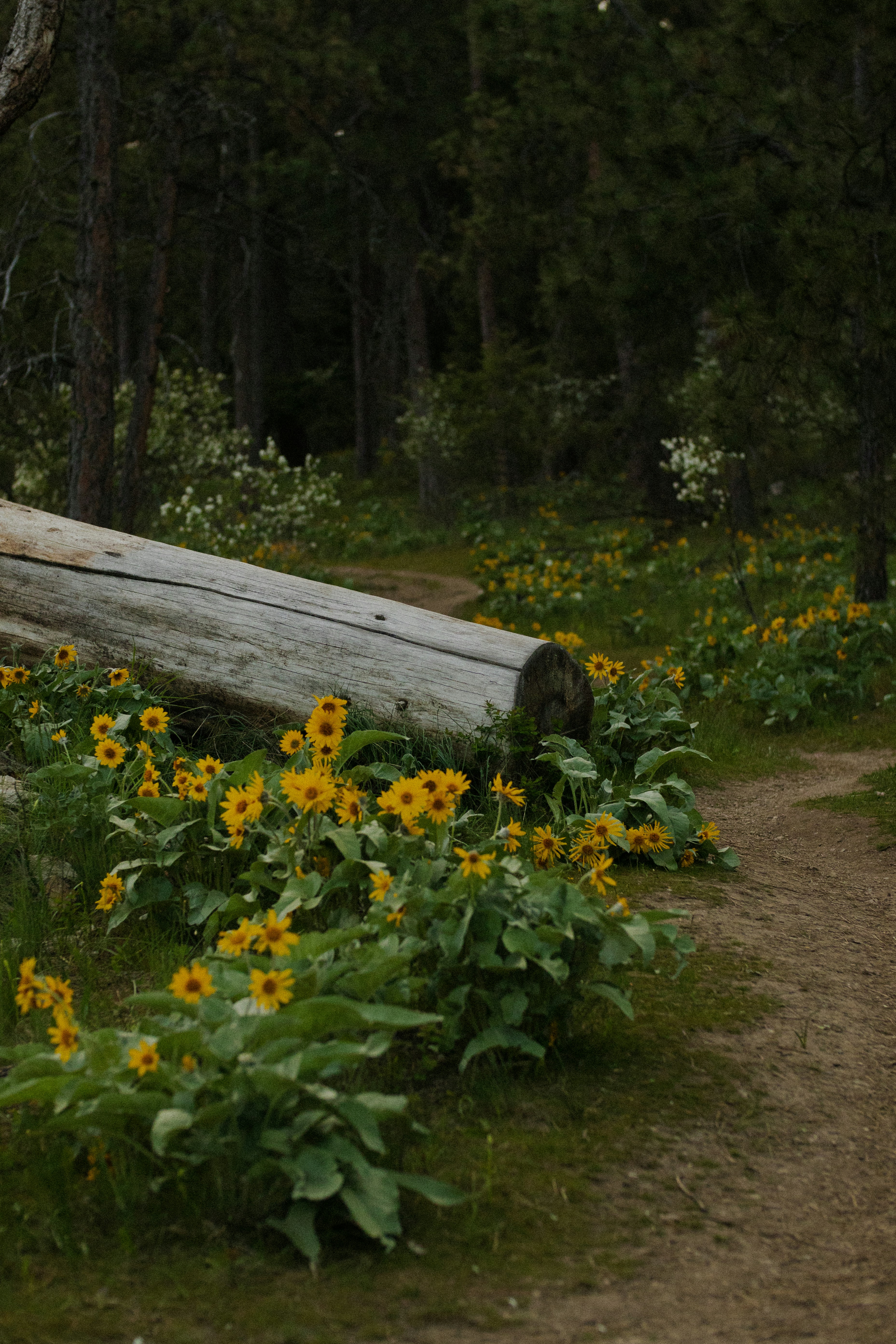 a log sitting in the middle of a field of flowers