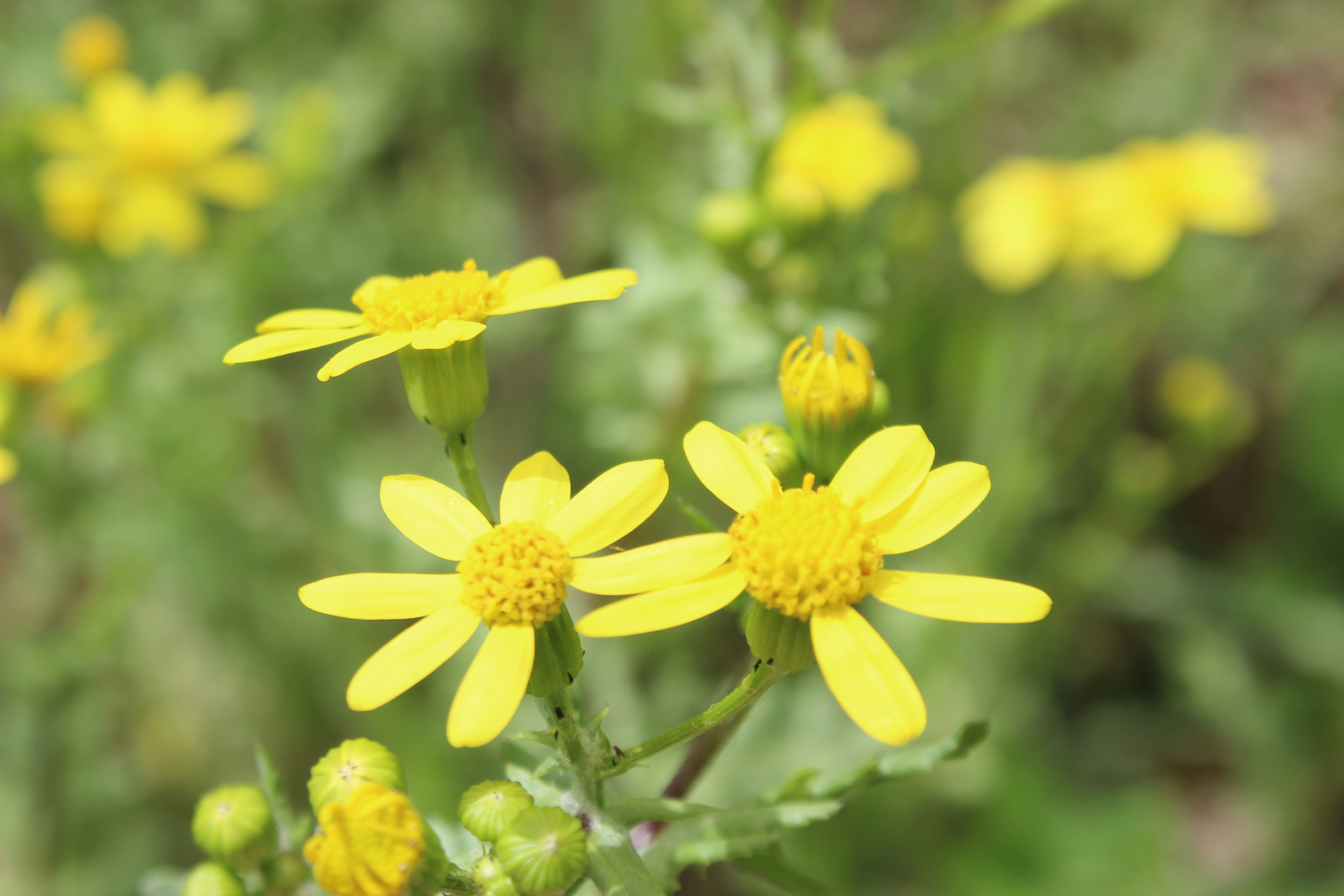 Photo by leylagulami