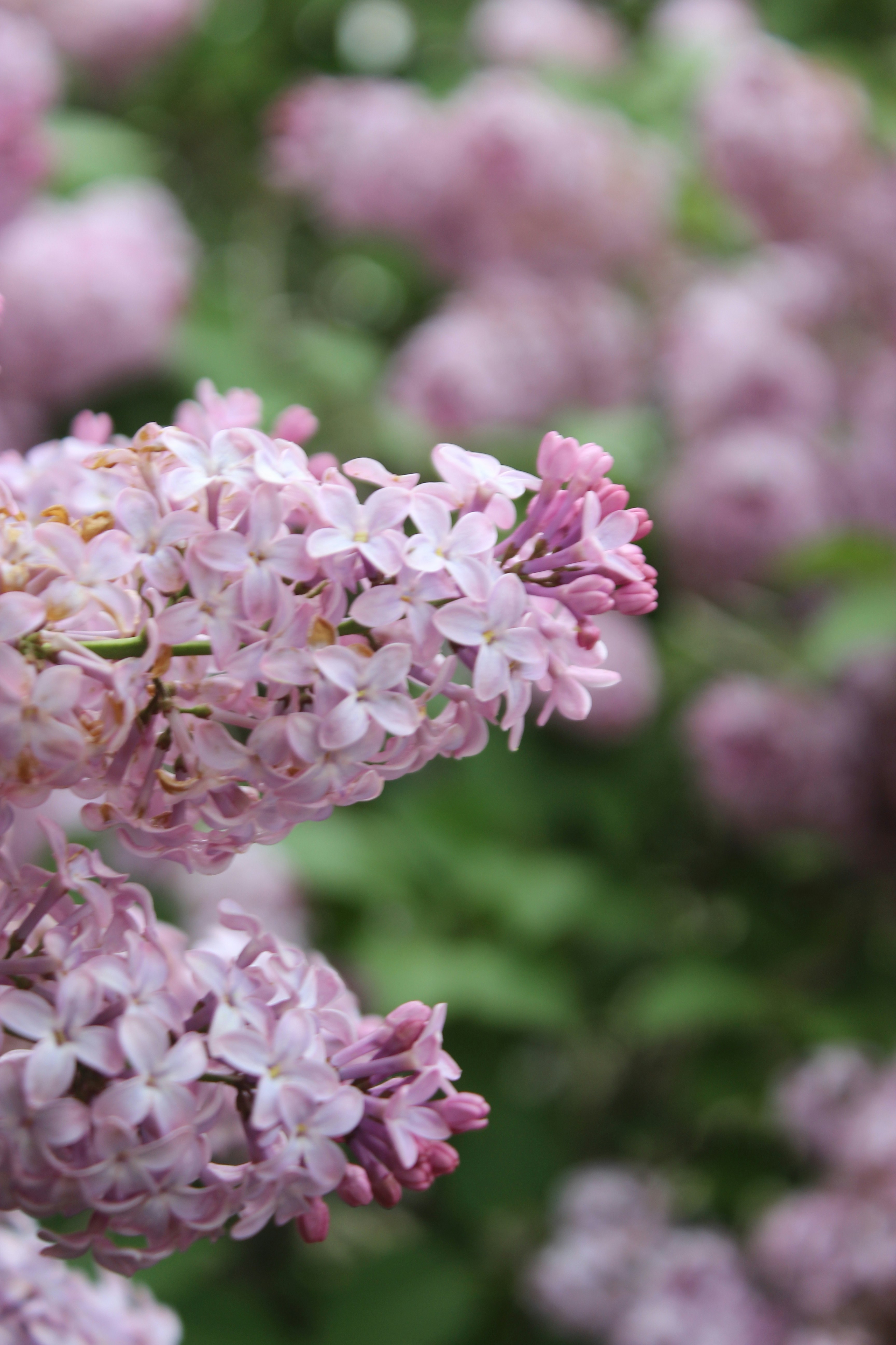 Photo by leylagulami