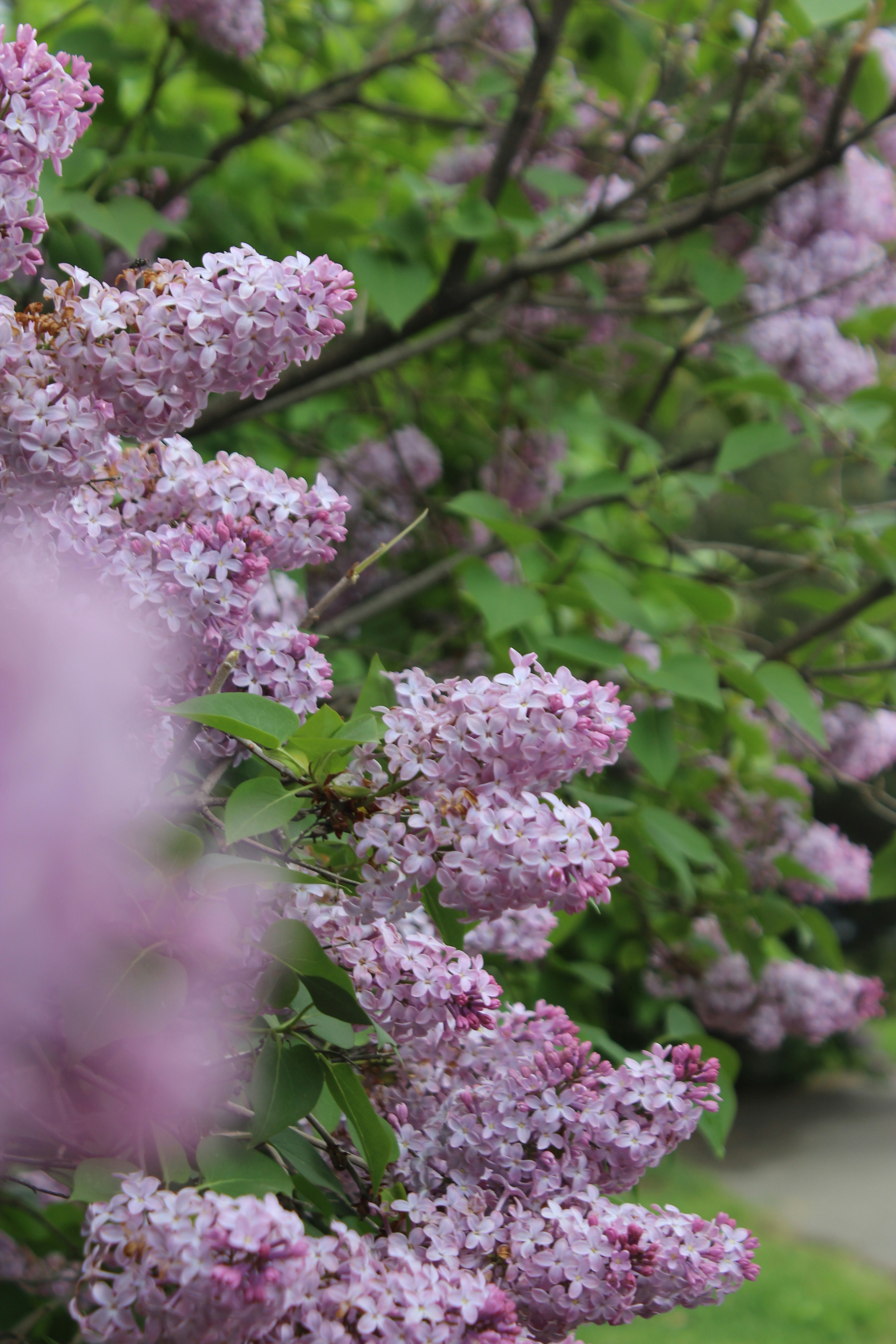 Photo by leylagulami