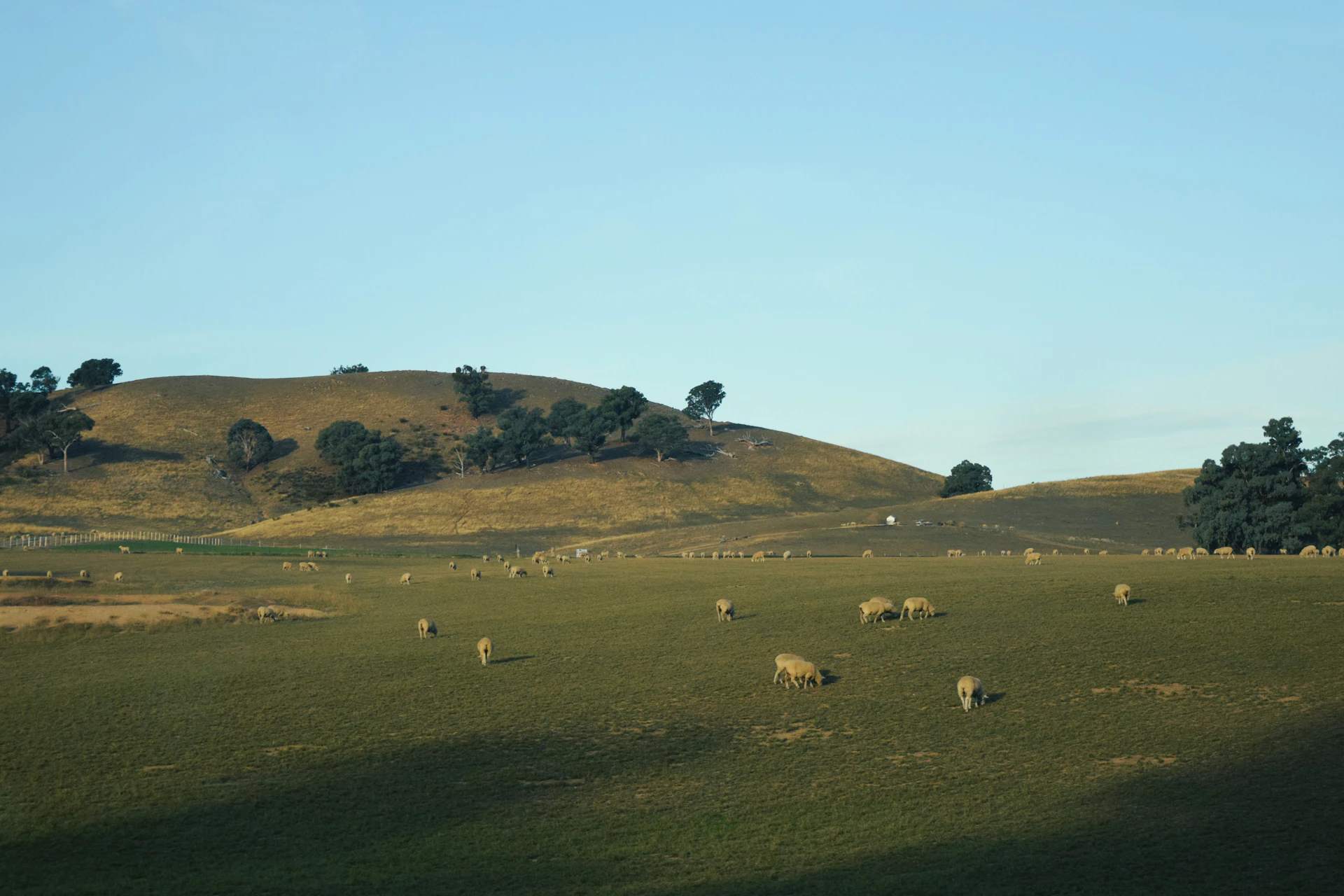 a herd of sheep grazing on a lush green hillside