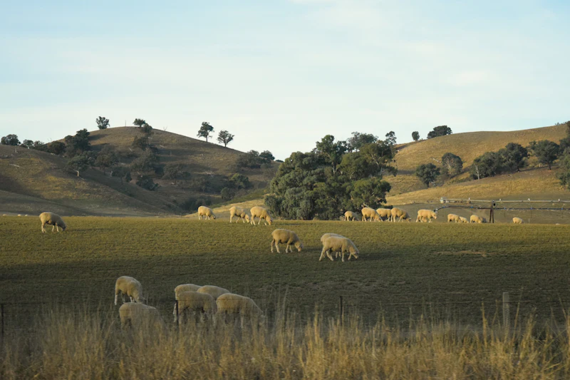 Sheep grazing on the slopes in late afternoon light
