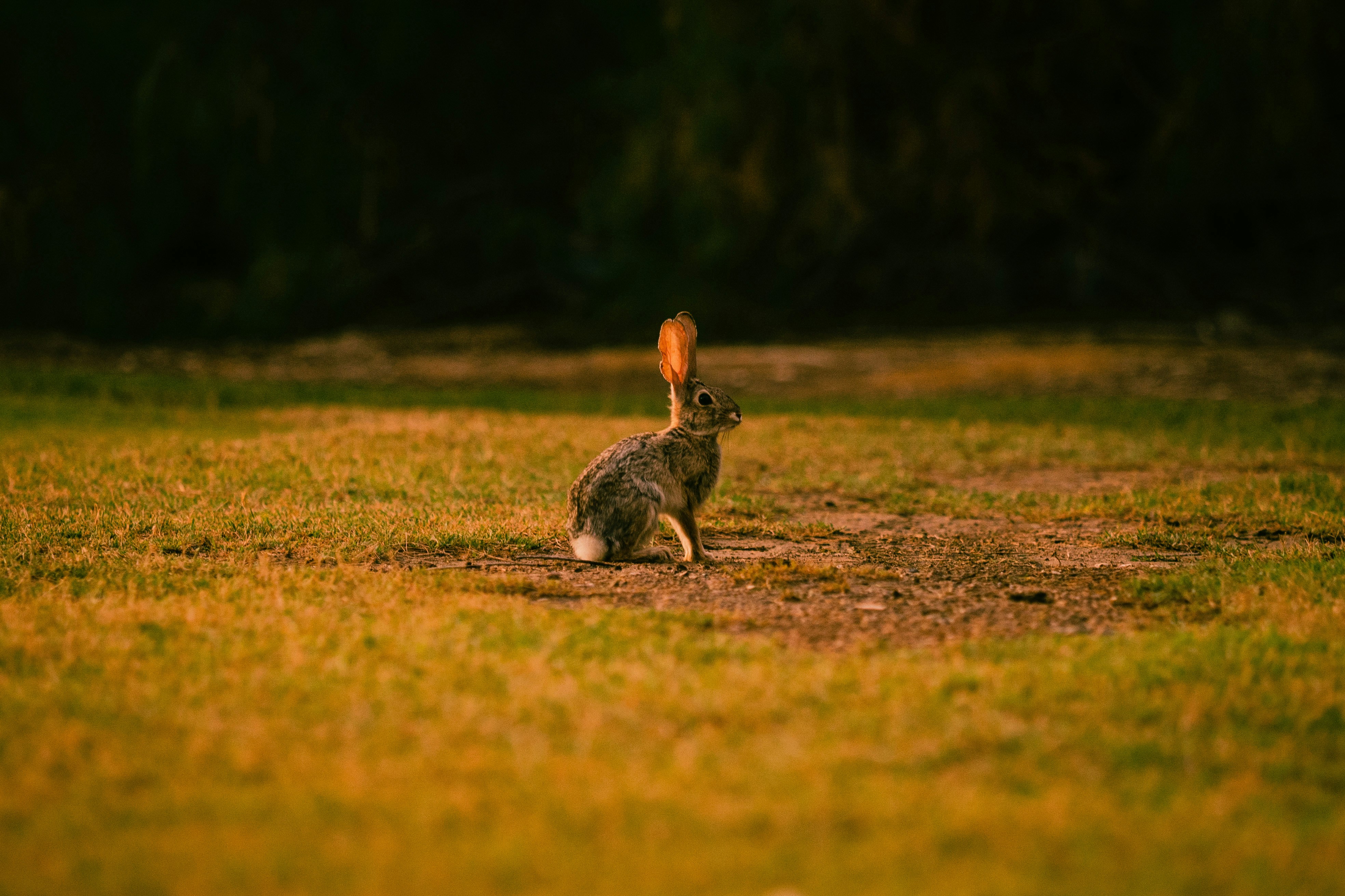 Ein Kaninchen sitzt mitten auf einem Feld
