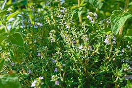 a close up of a plant with purple flowers