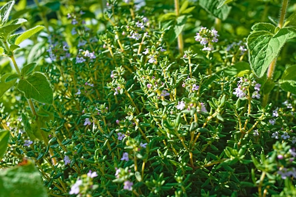 a close up of a plant with purple flowers