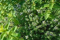 a bush with blue flowers and green leaves