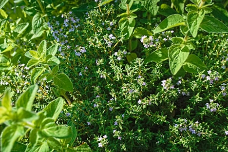 a bush with blue flowers and green leaves