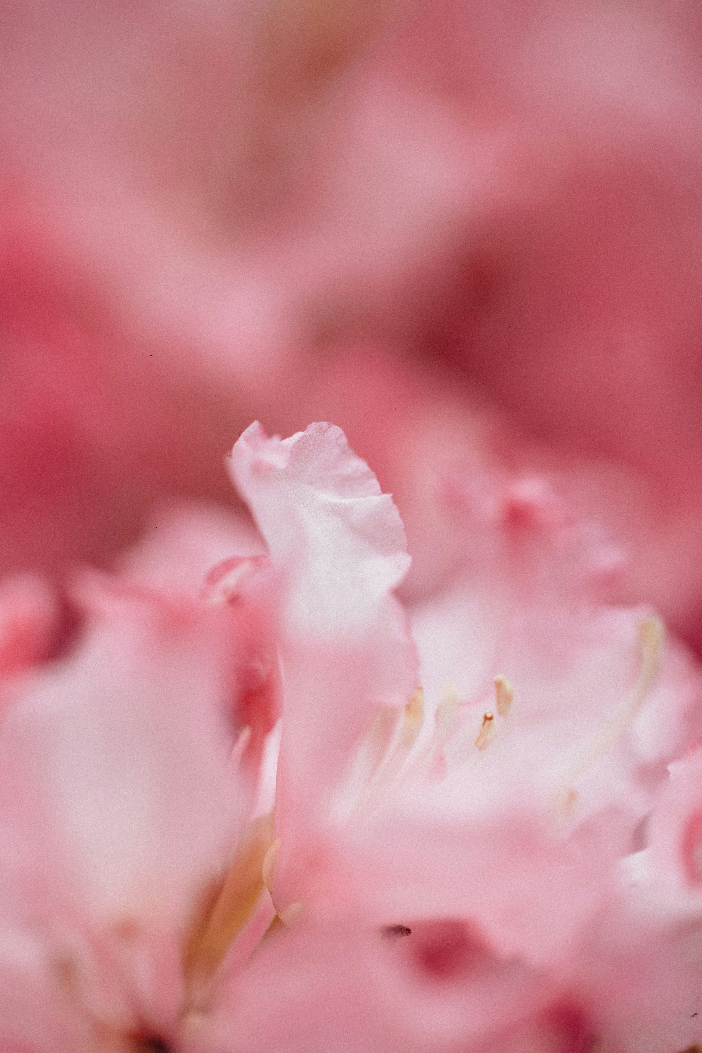 Photo by tsuyoshikozu