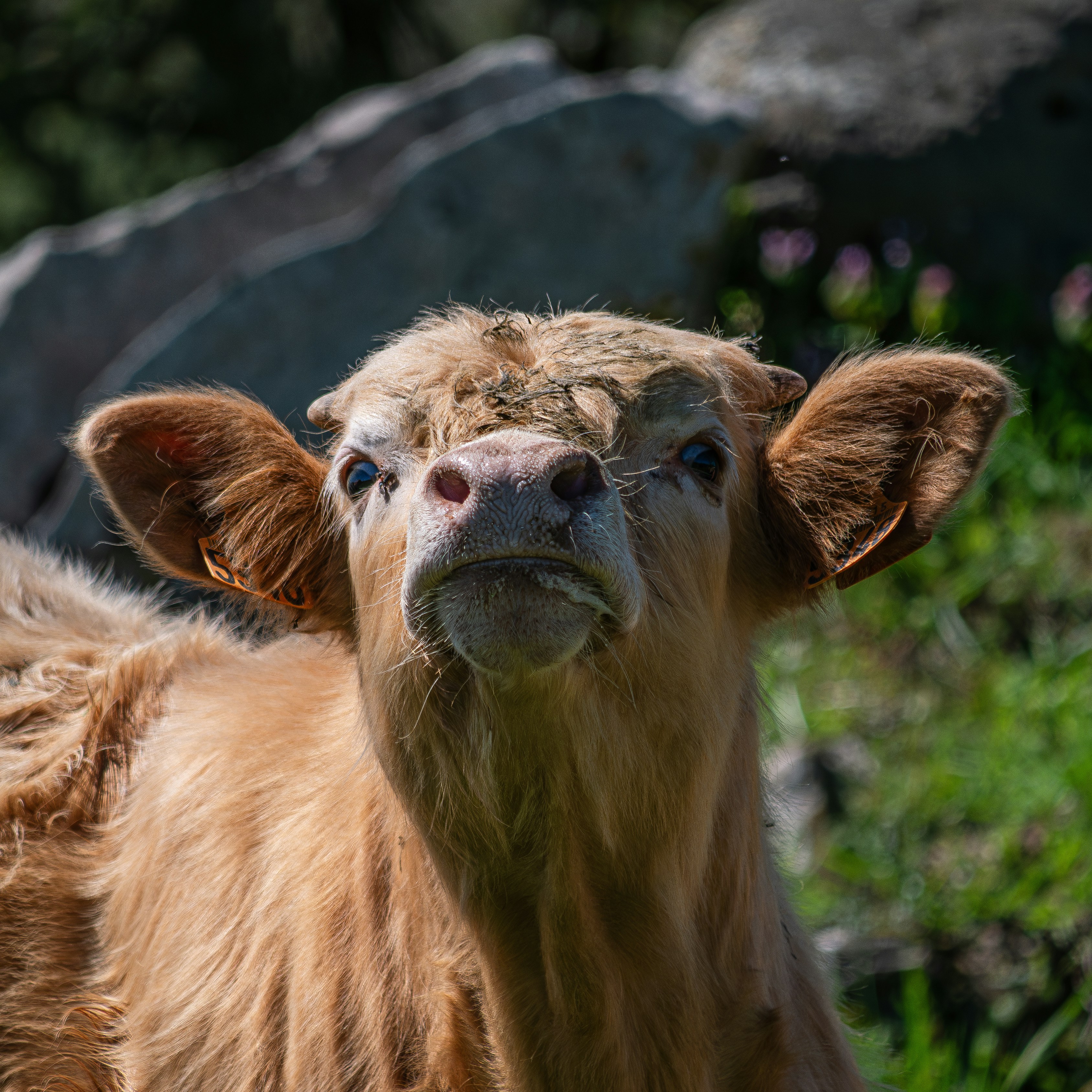 a close up of a cow with a rock in the background