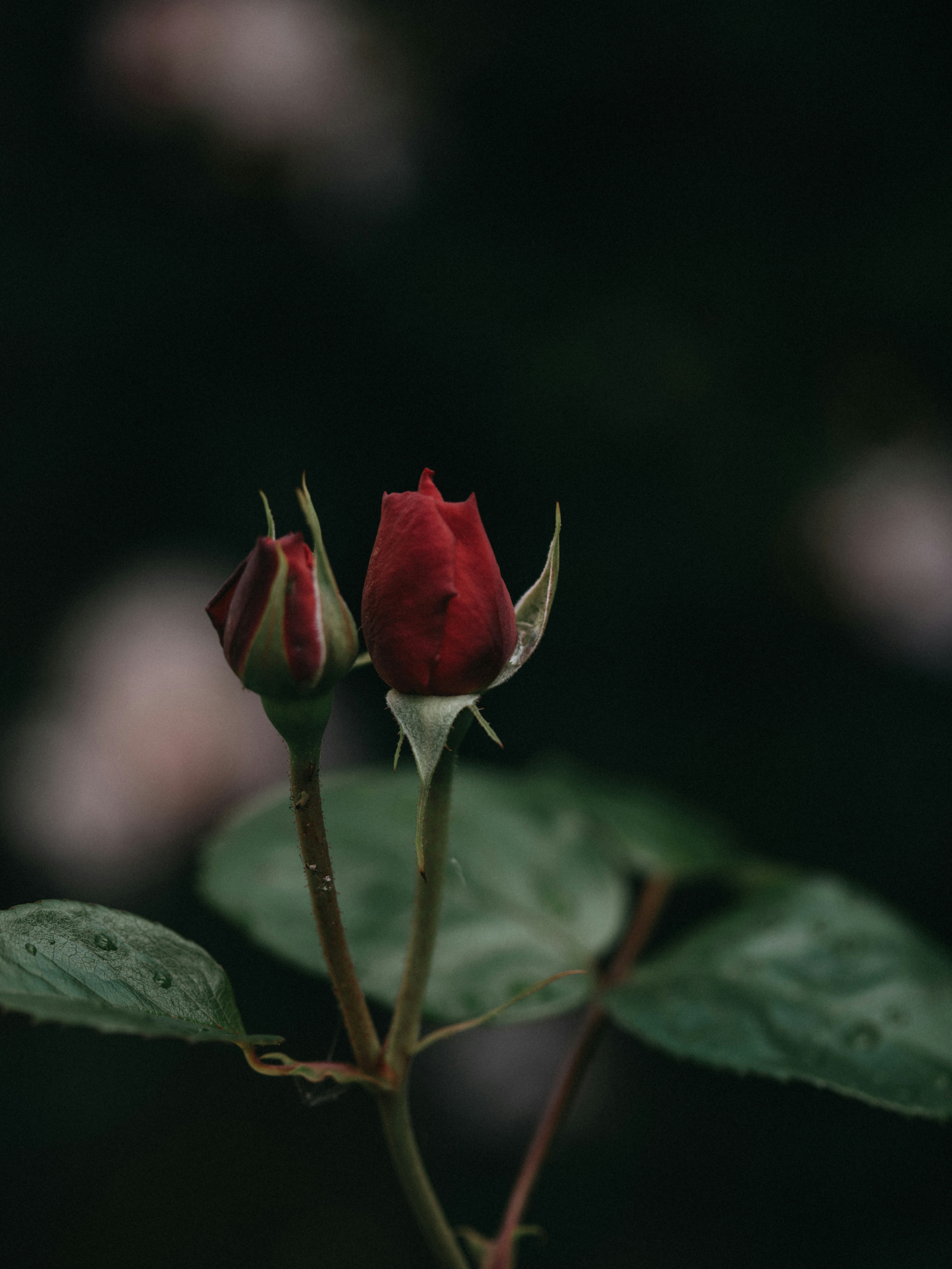 Photo by anniespratt