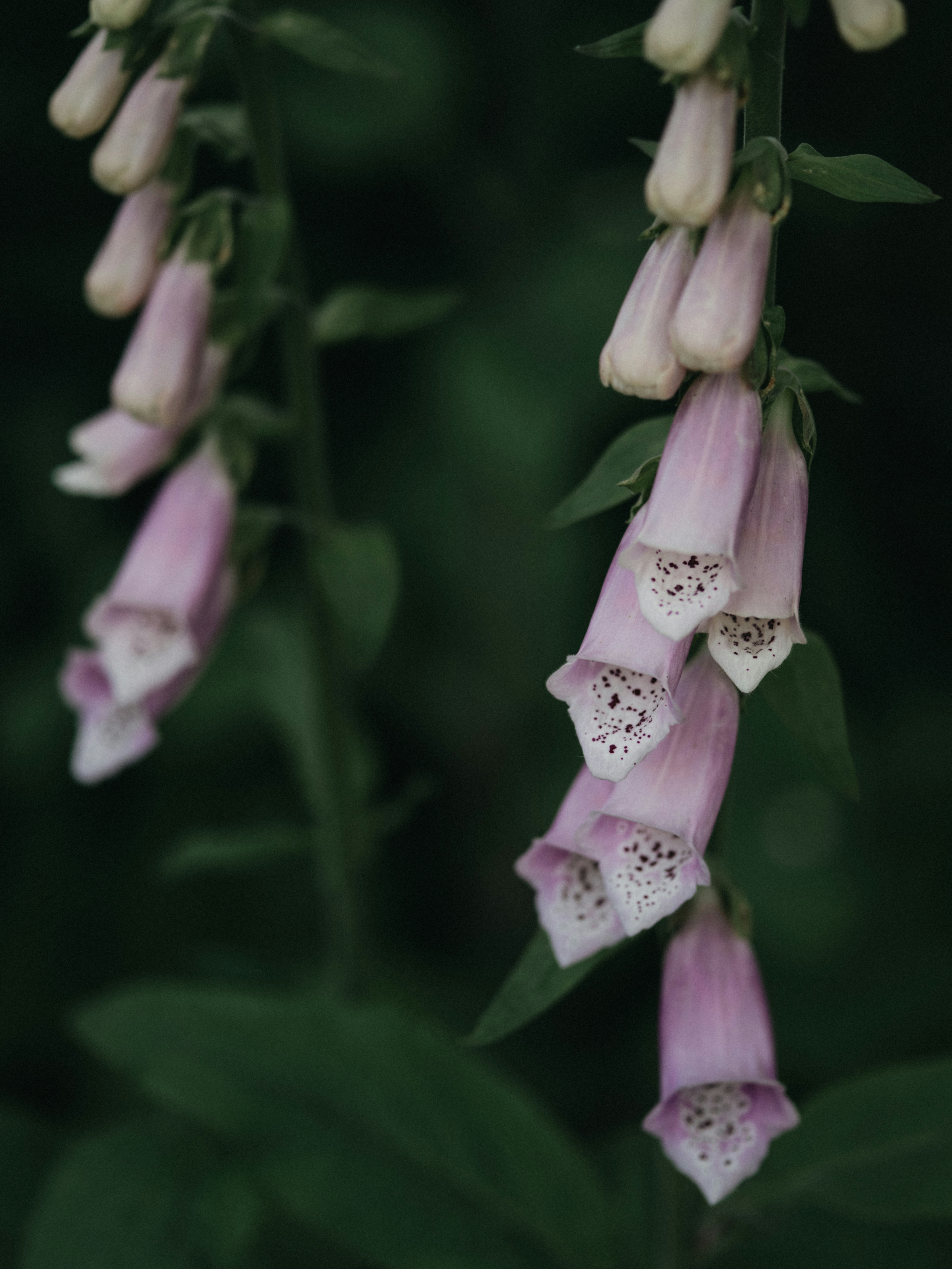Photo by anniespratt