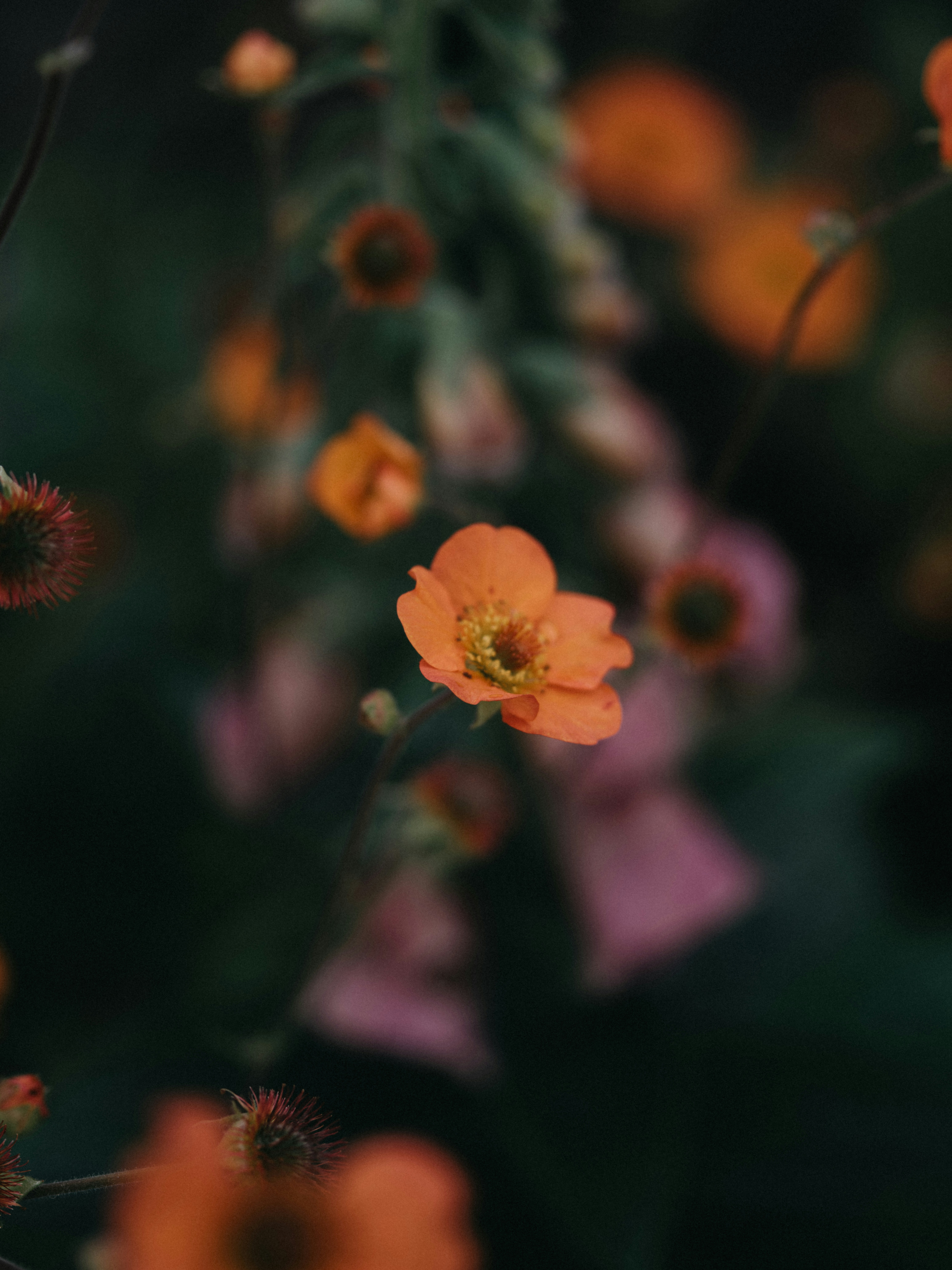 Photo by anniespratt