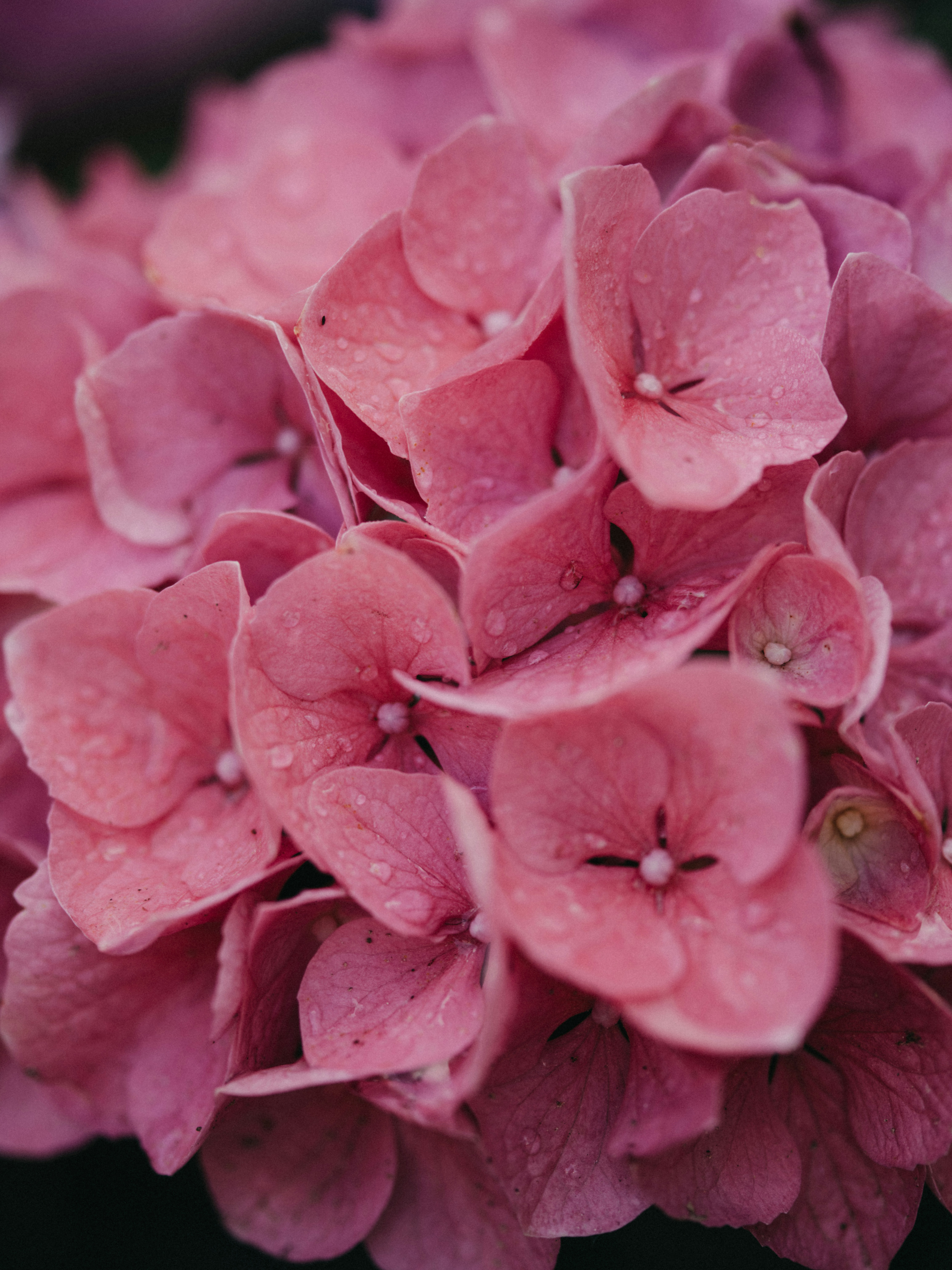 Photo by anniespratt