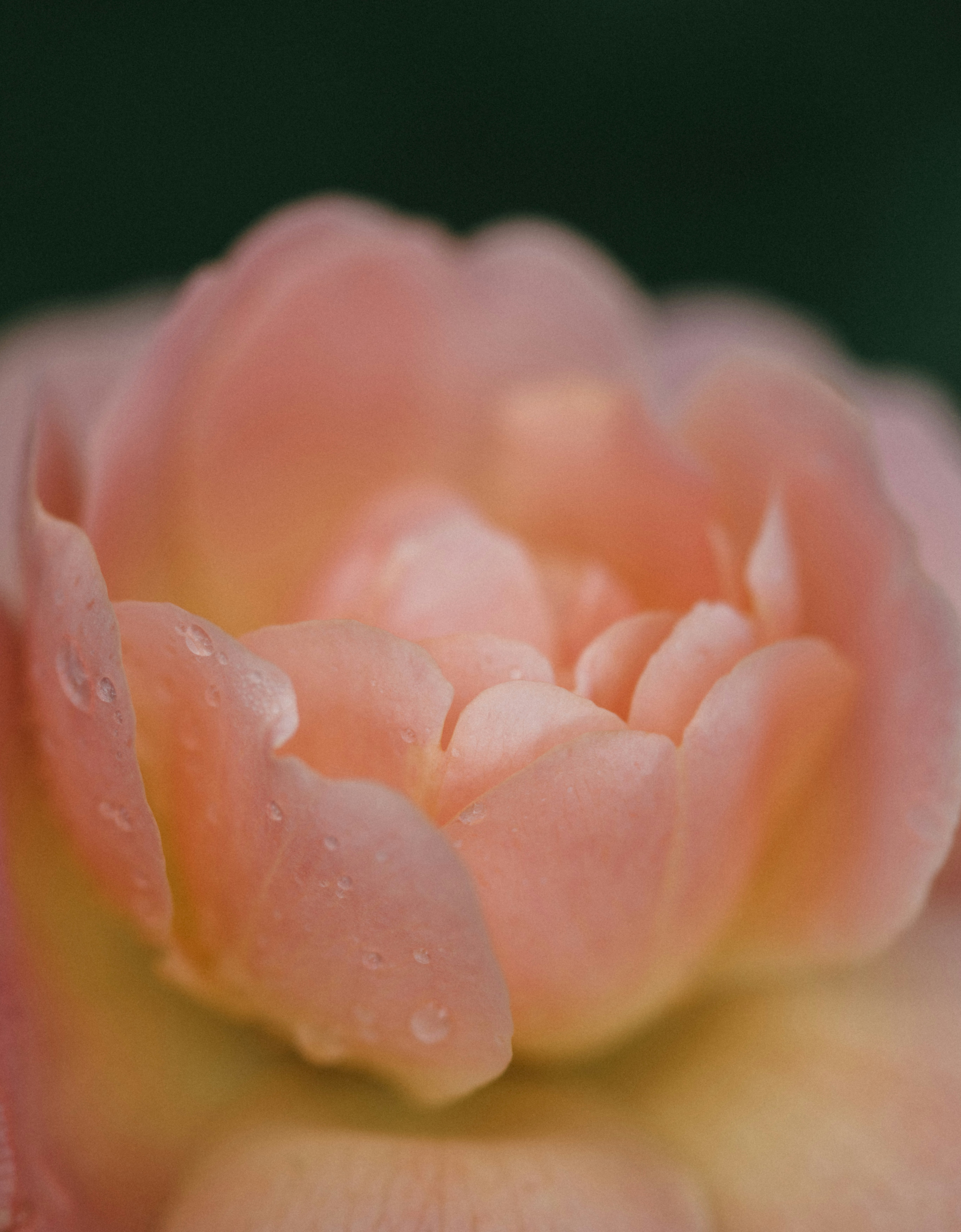 Photo by anniespratt