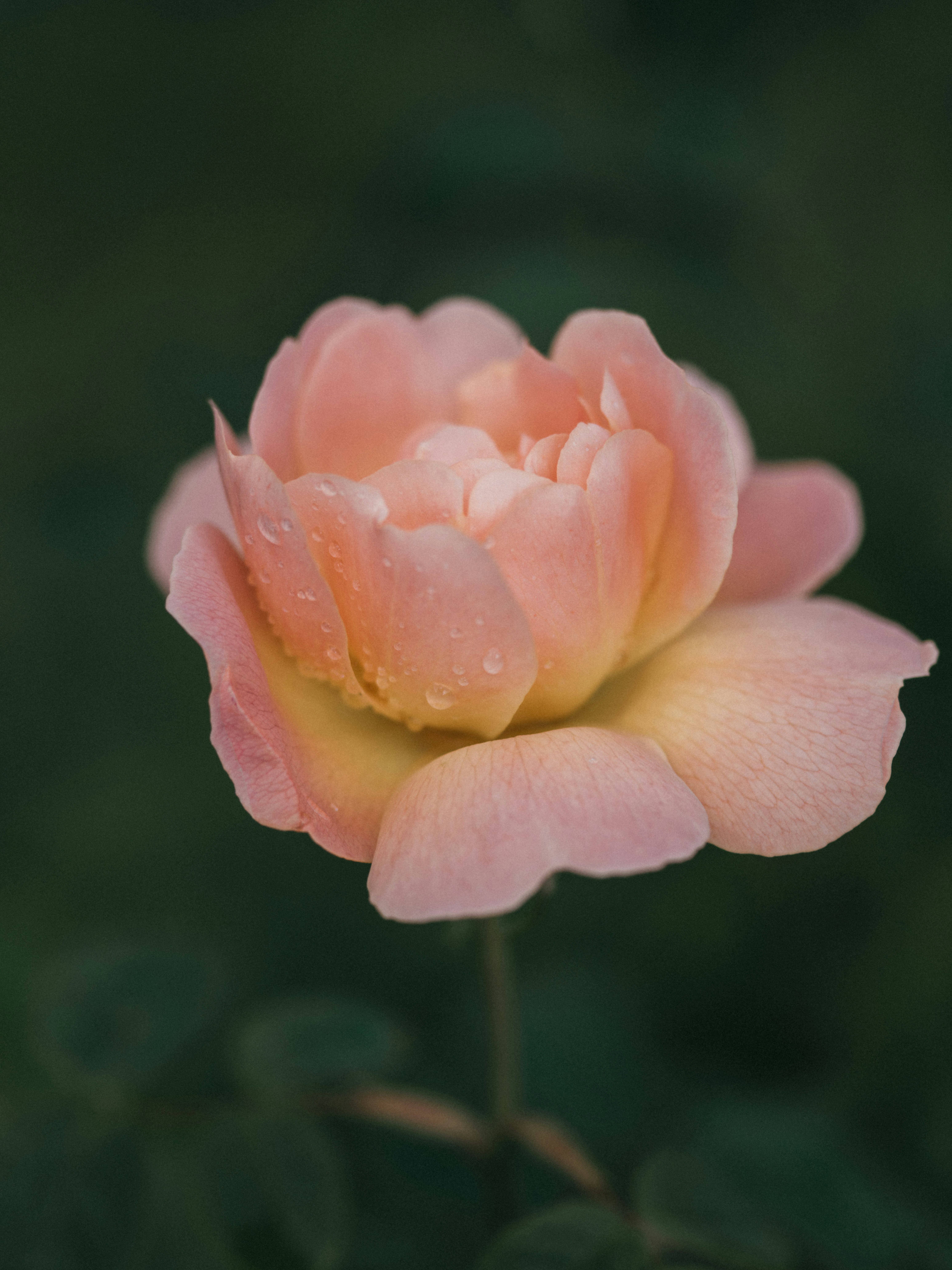 Photo by anniespratt