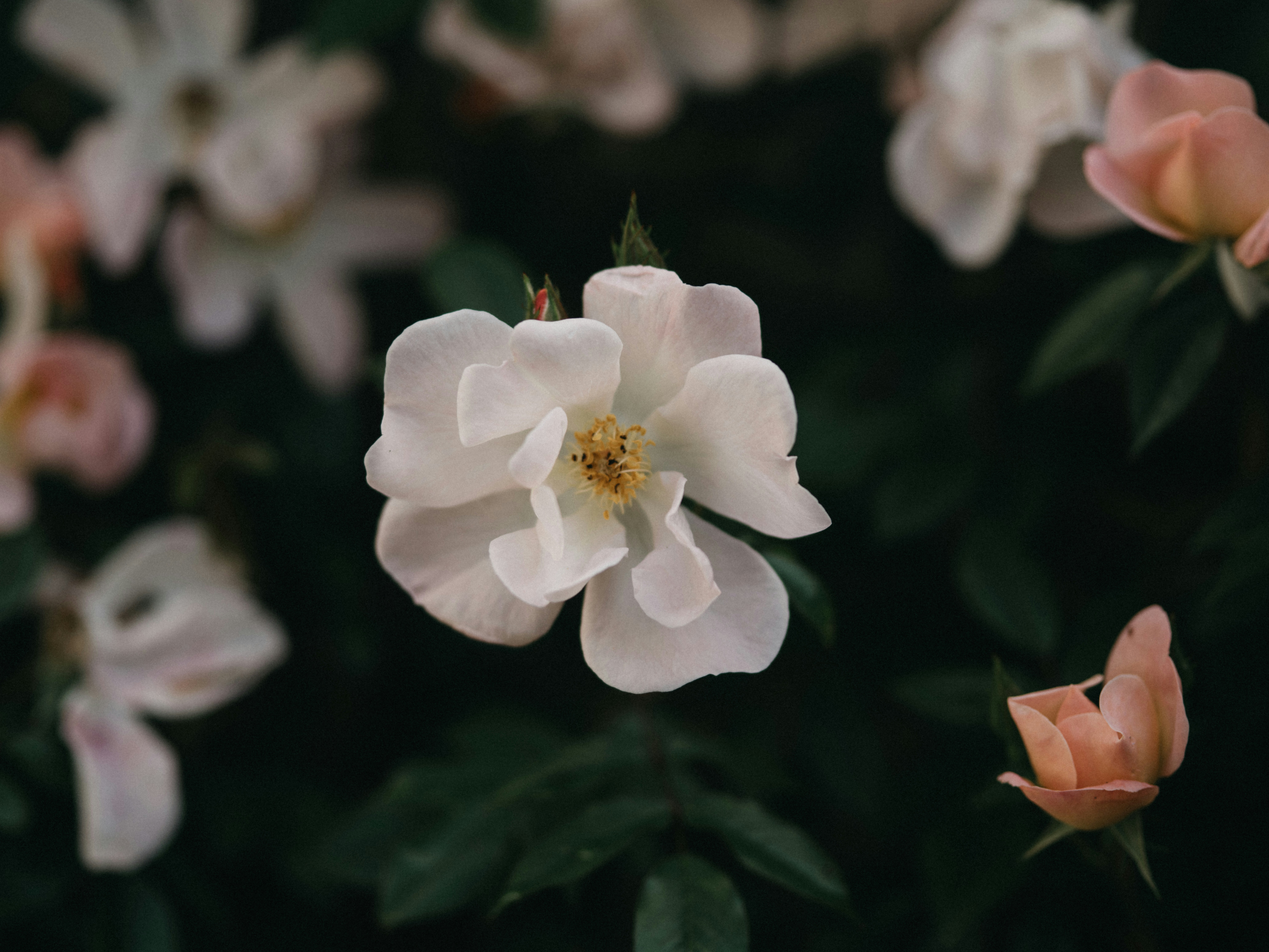 Photo by anniespratt