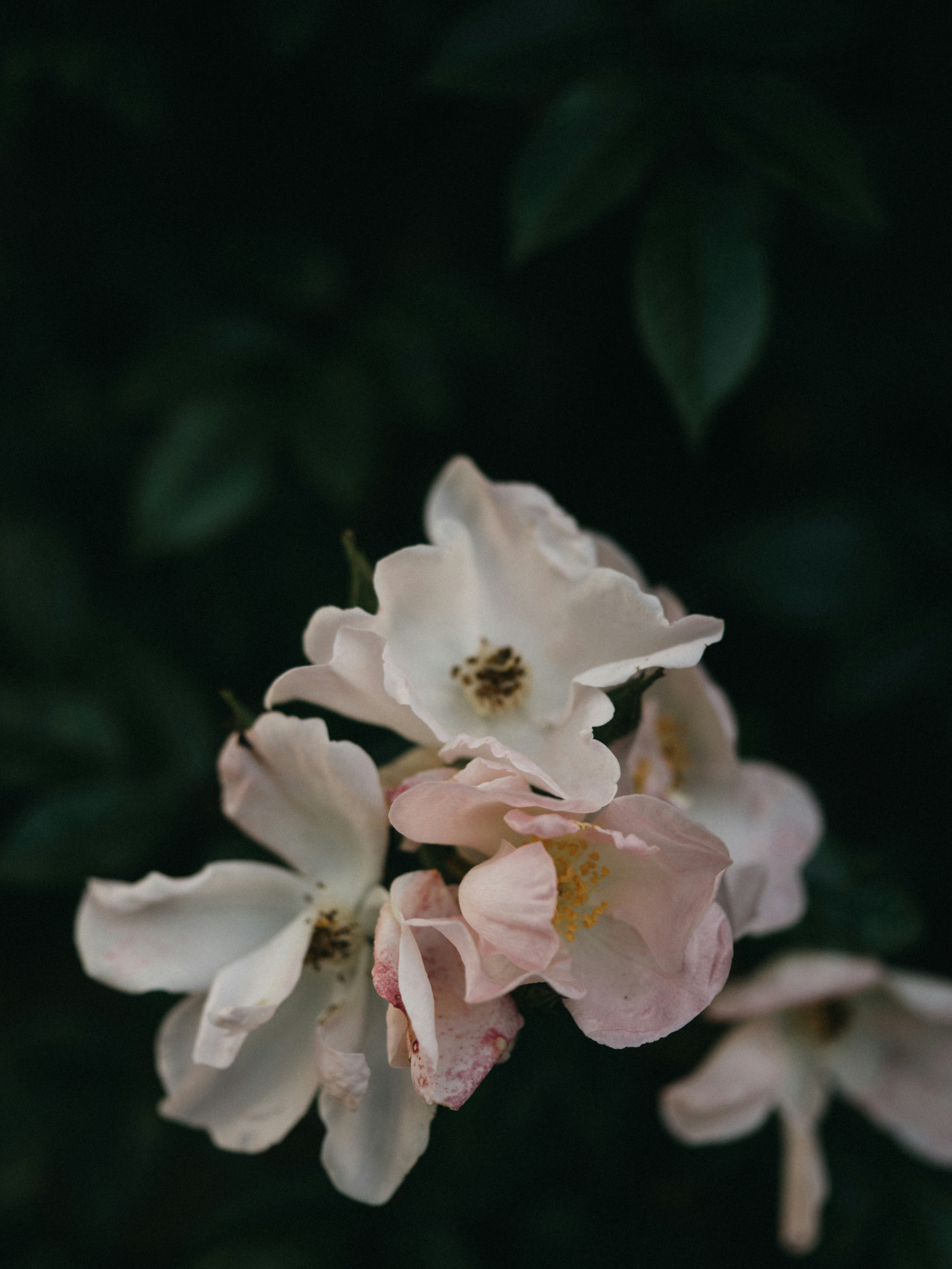 Photo by anniespratt