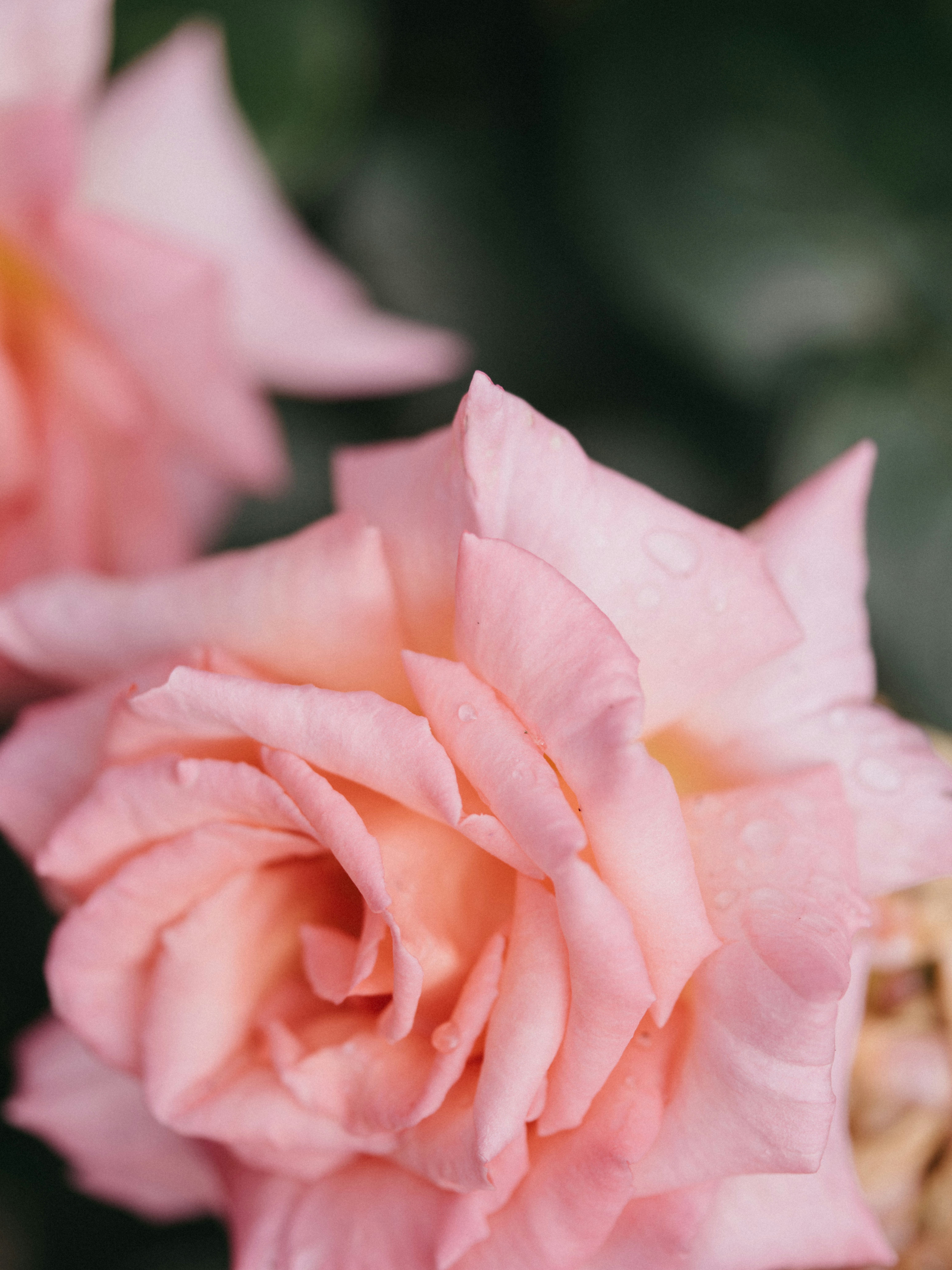 Photo by anniespratt