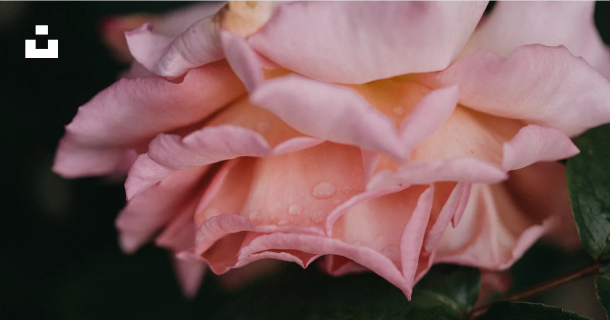 A pink rose with water droplets on it photo – Free Flower Image on Unsplash