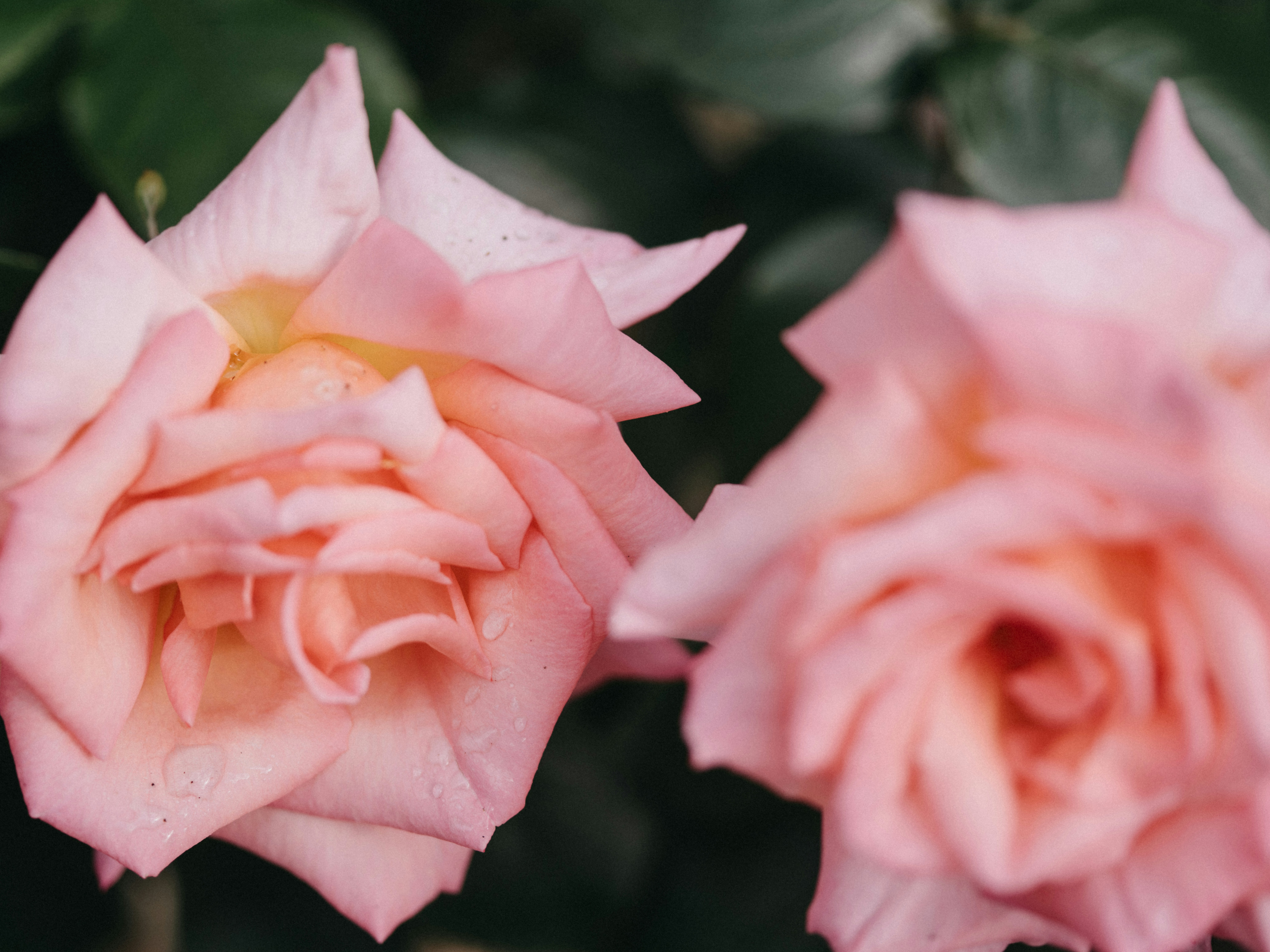 Photo by anniespratt