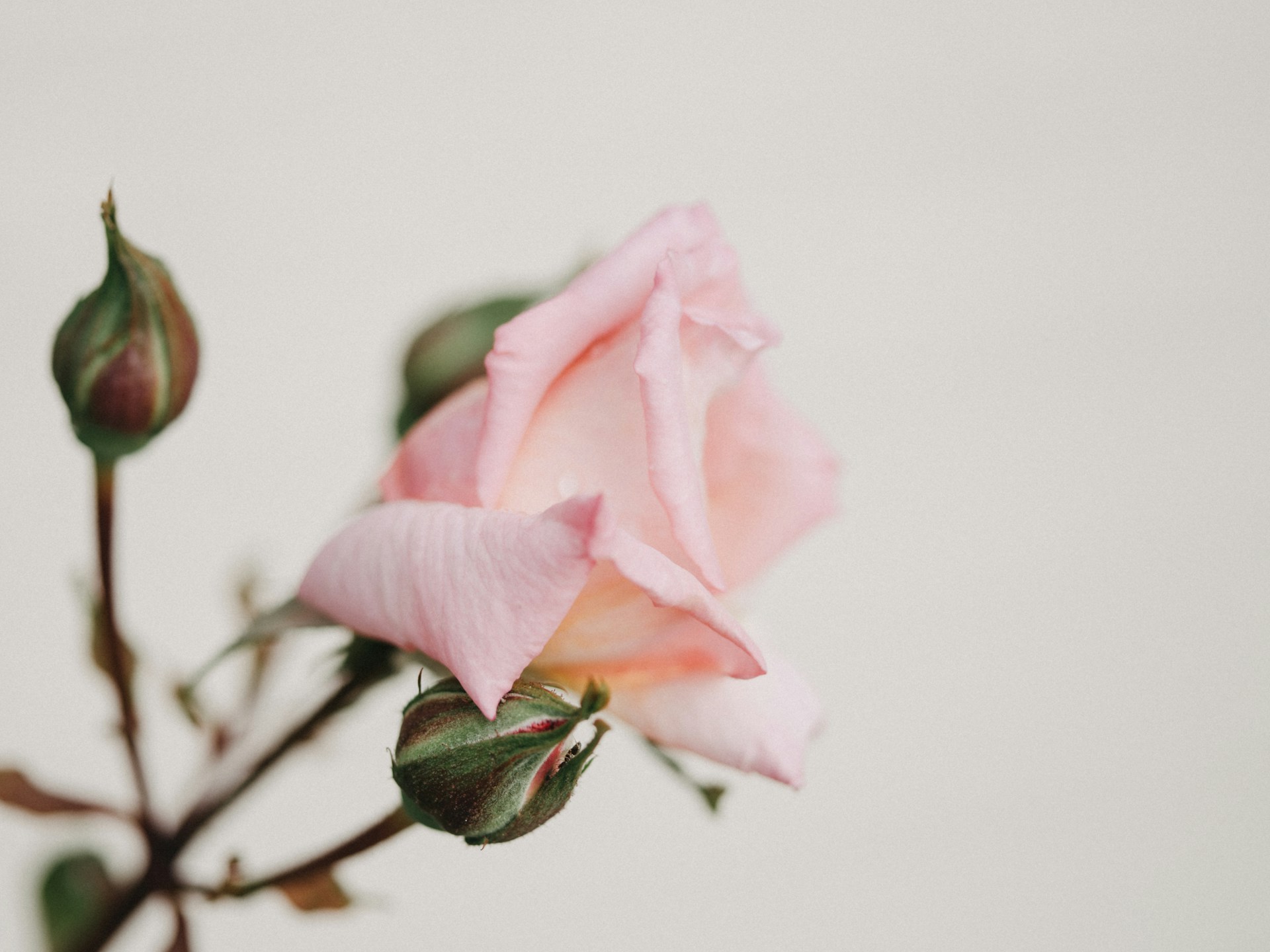 a single pink rose with green leaves on a white background