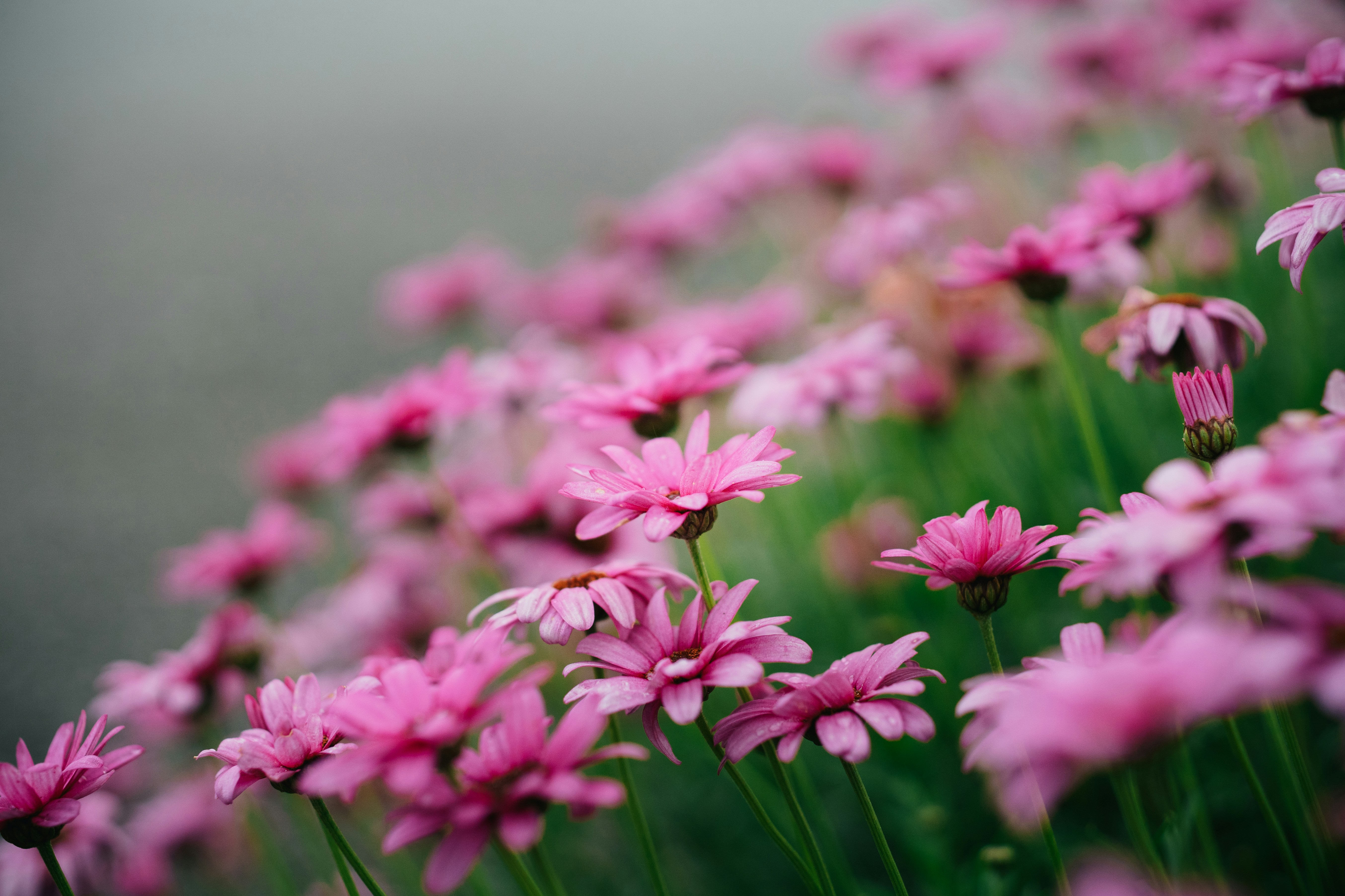 Photo by shimikumi32