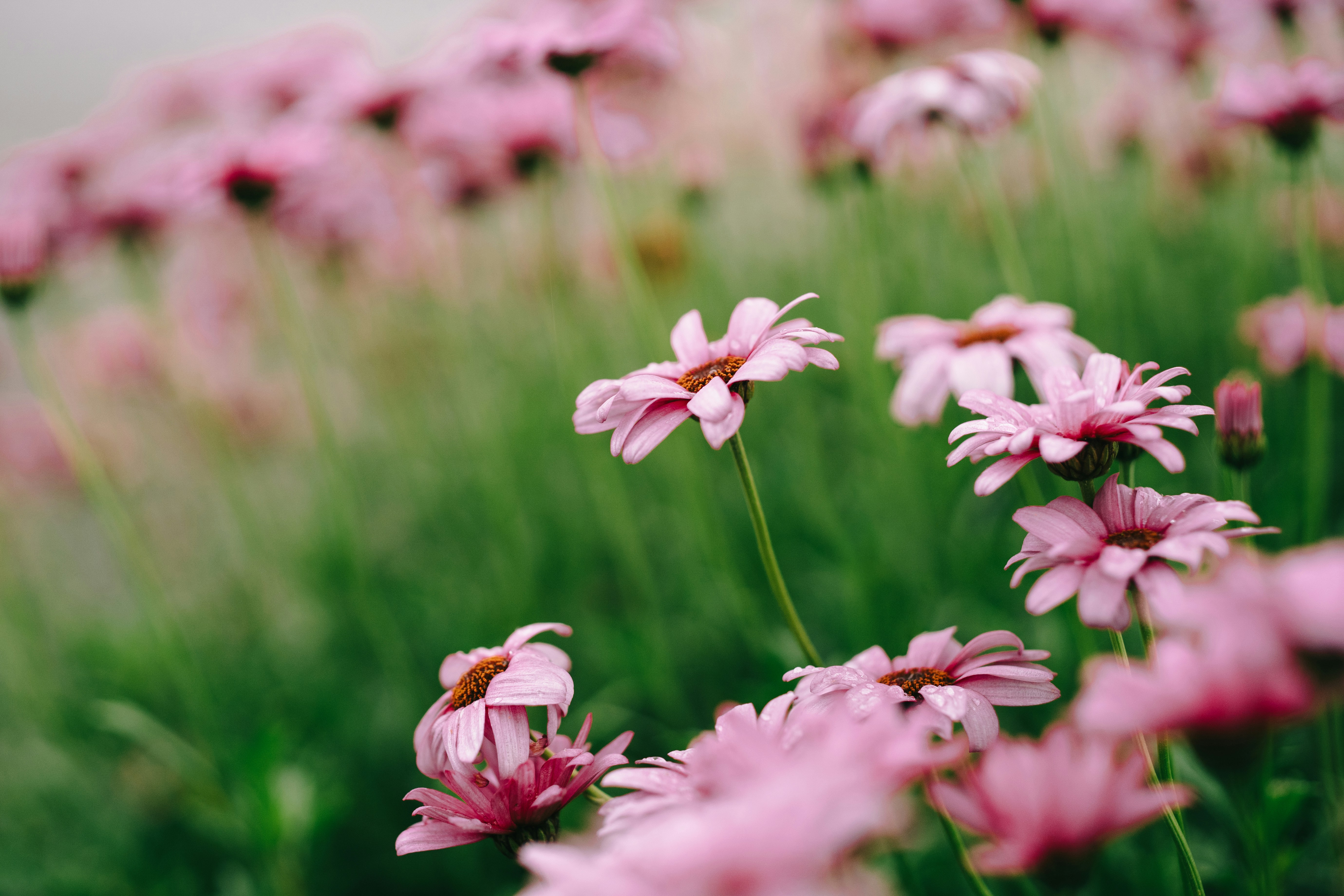 Photo by shimikumi32