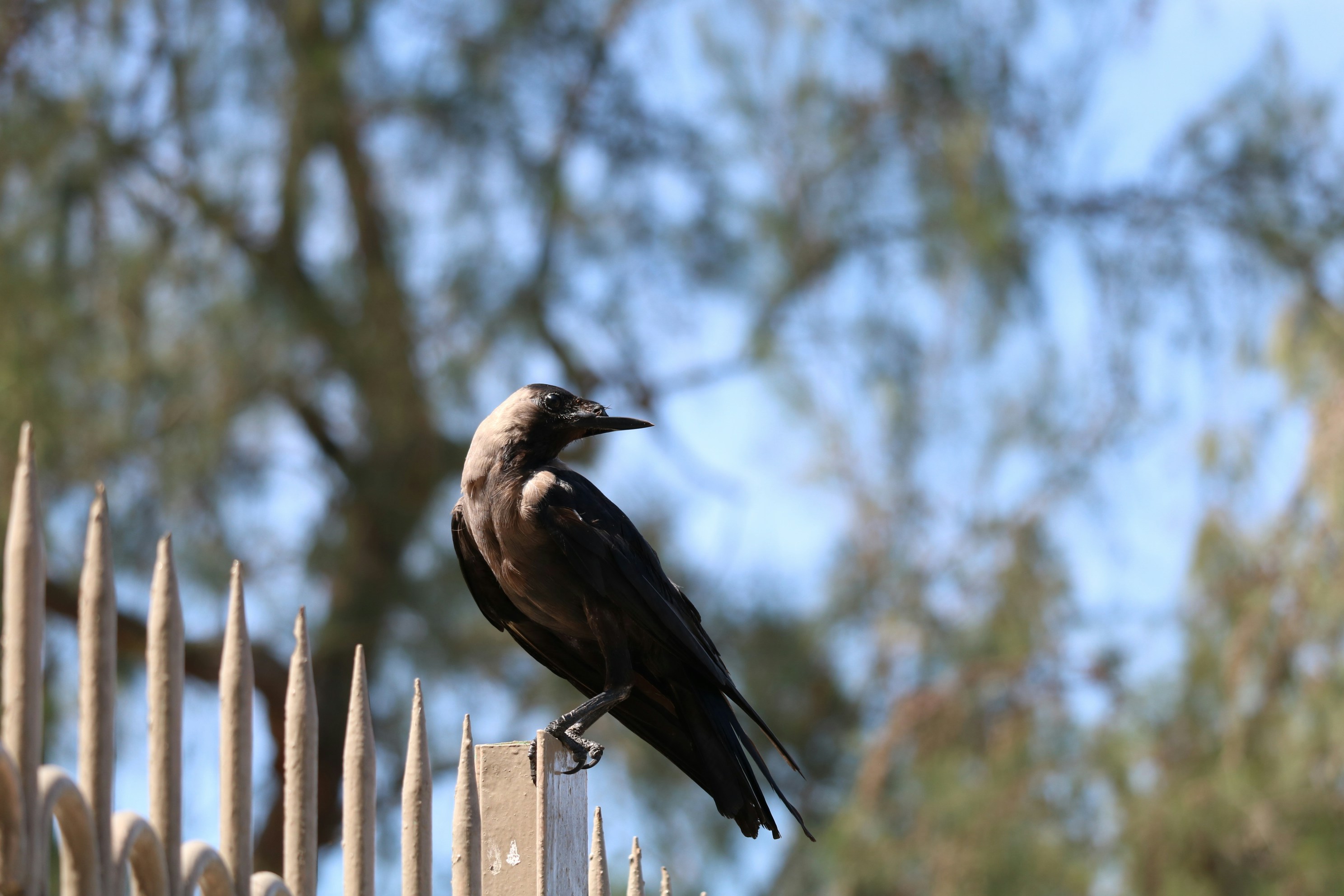 Crow-Hassan Park Reserve