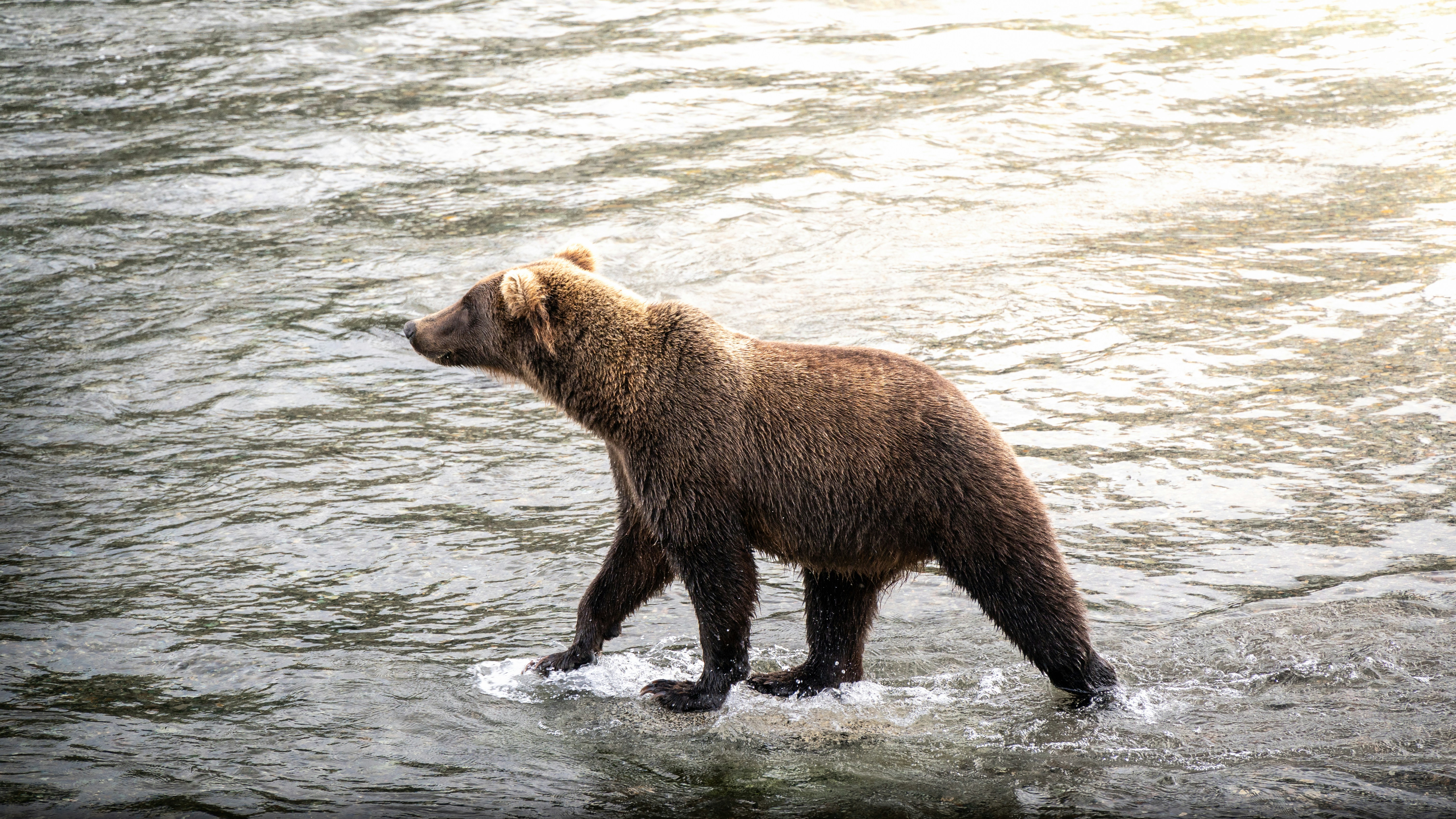 a brown bear walking across a body of water, 