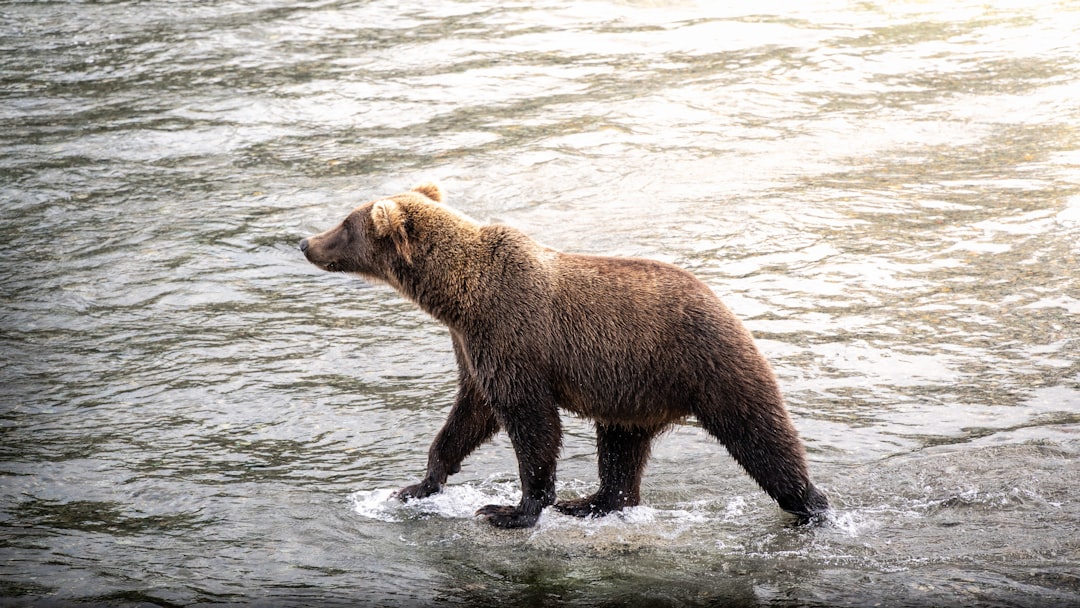 a brown bear walking across a body of water,