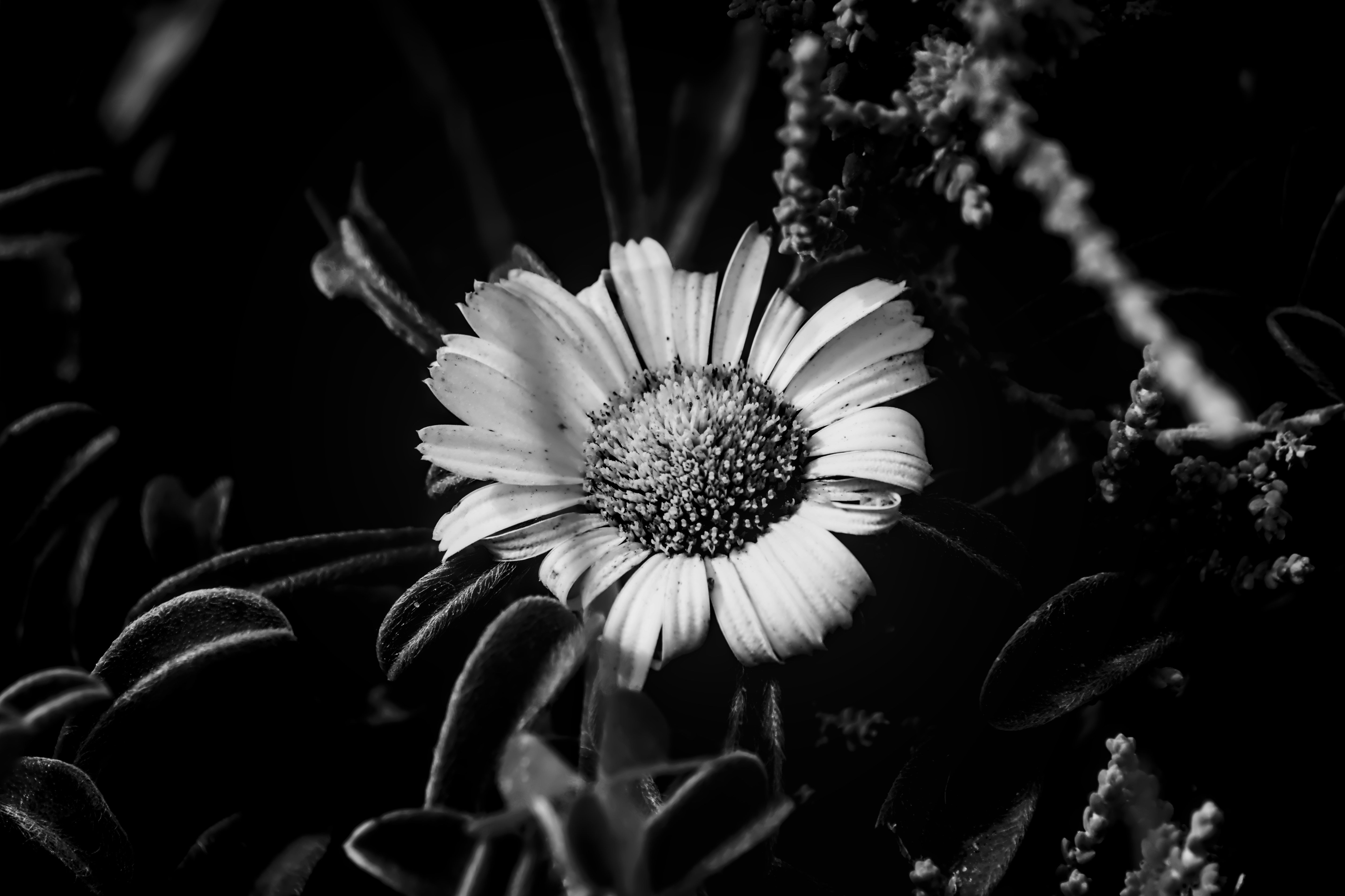 a black and white photo of a flower