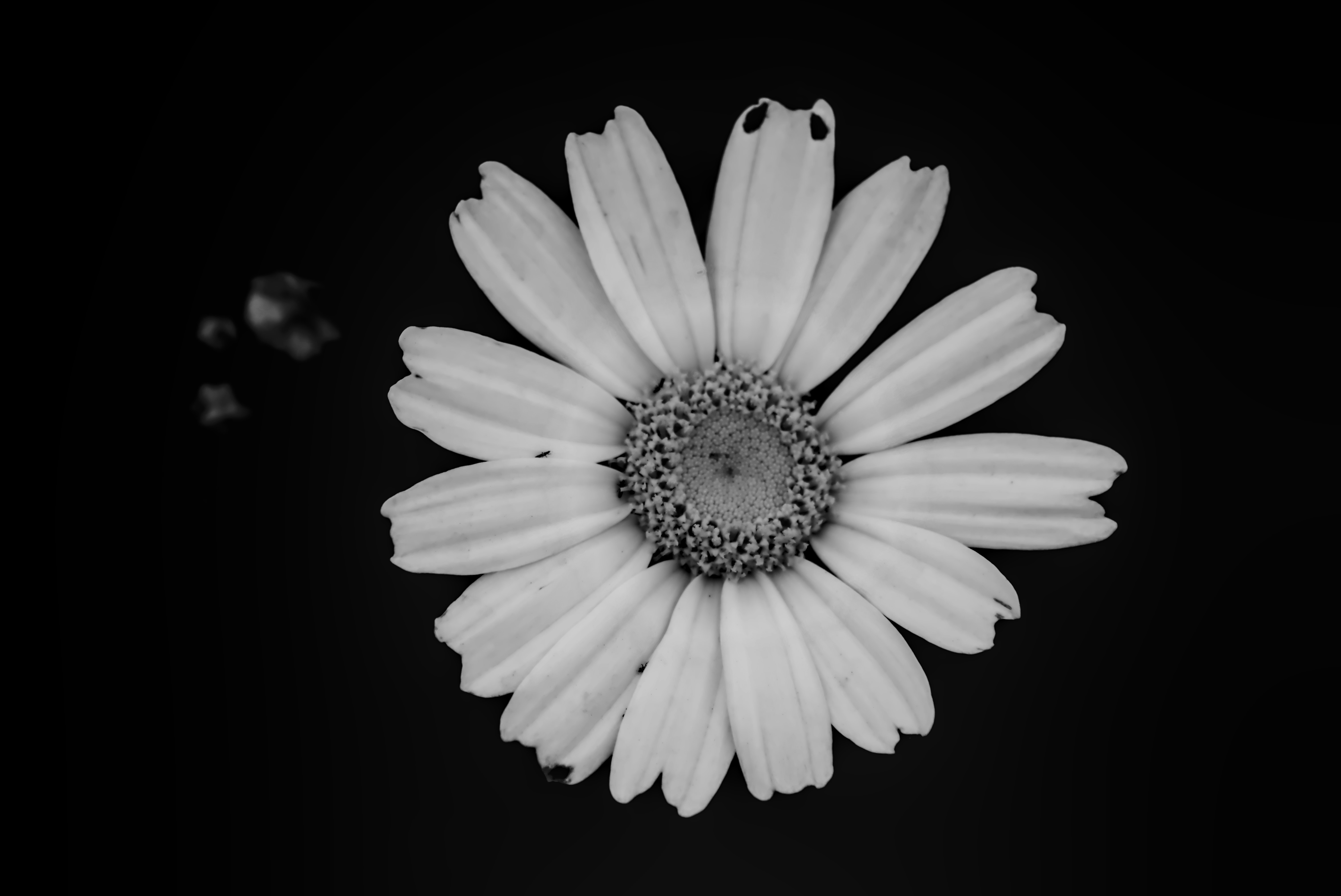 a black and white photo of a flower